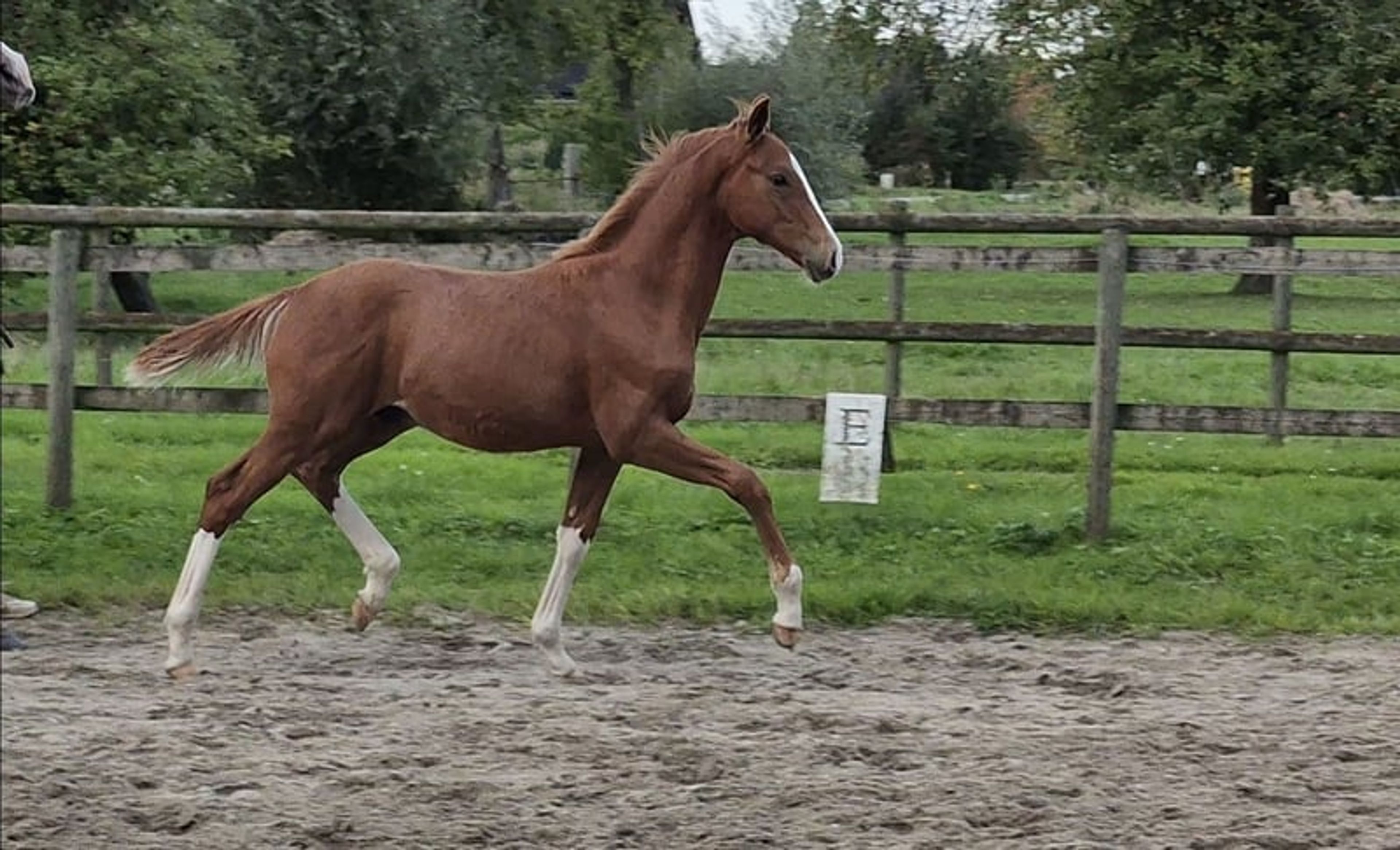 Hannoverian colt