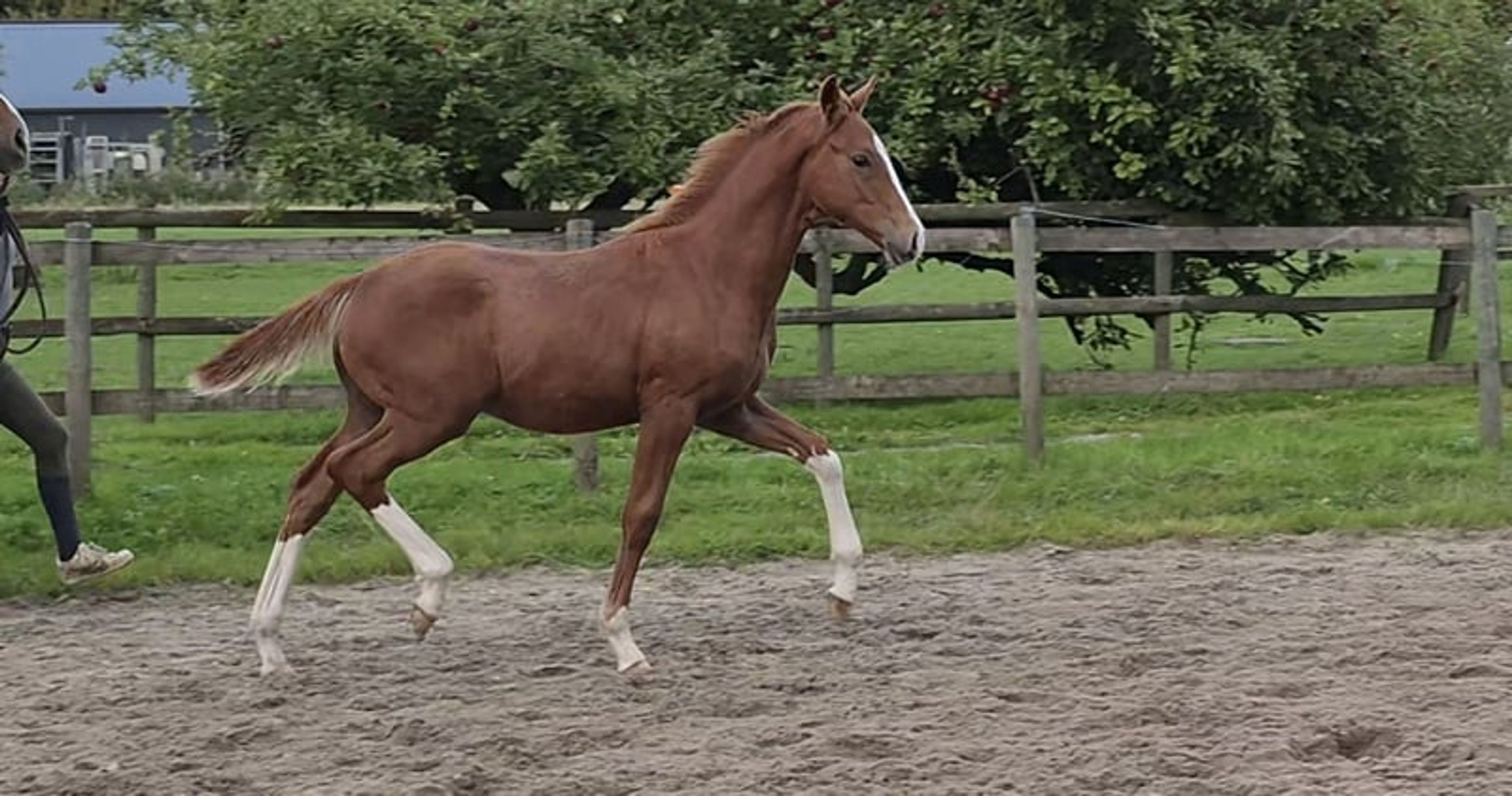 Hannoverian colt video 2