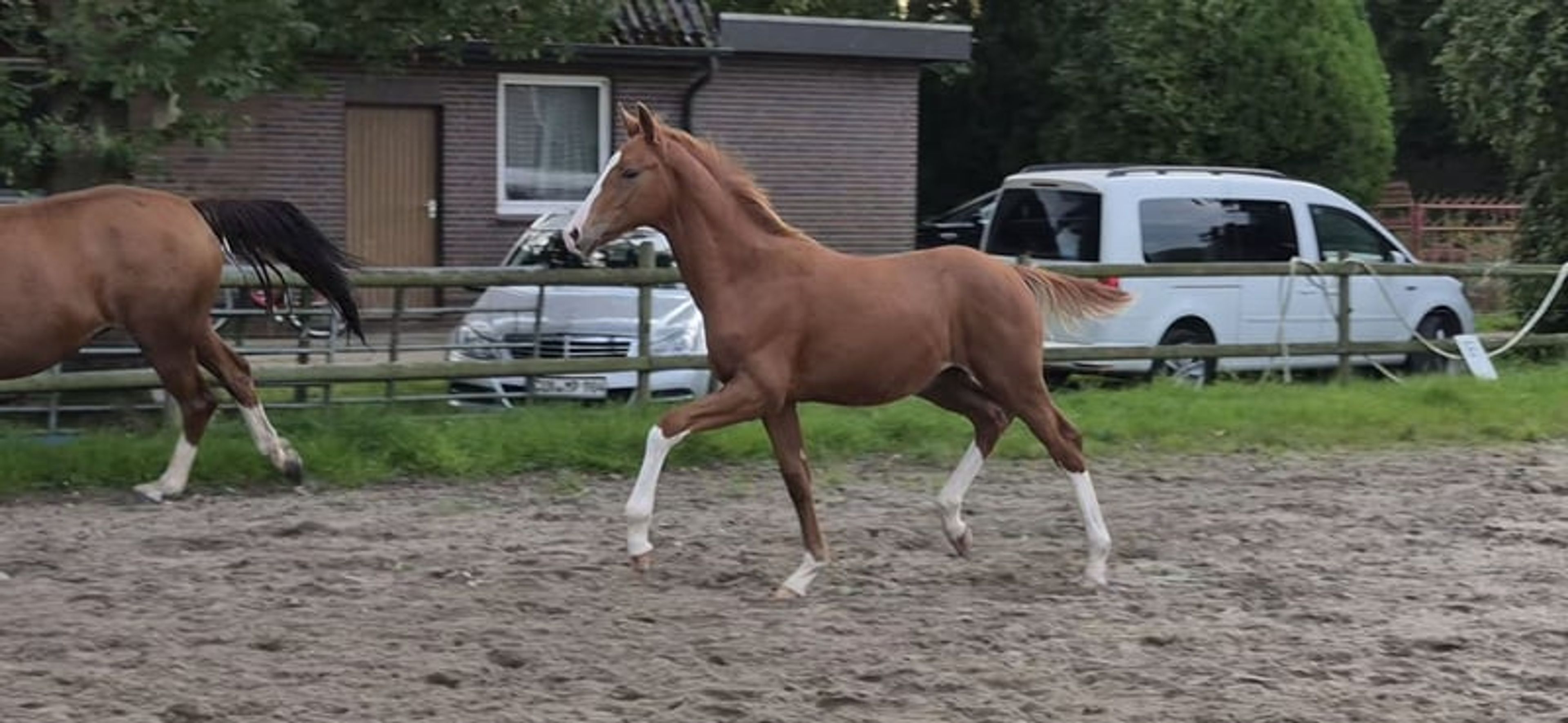 Hannoverian colt - Image 3