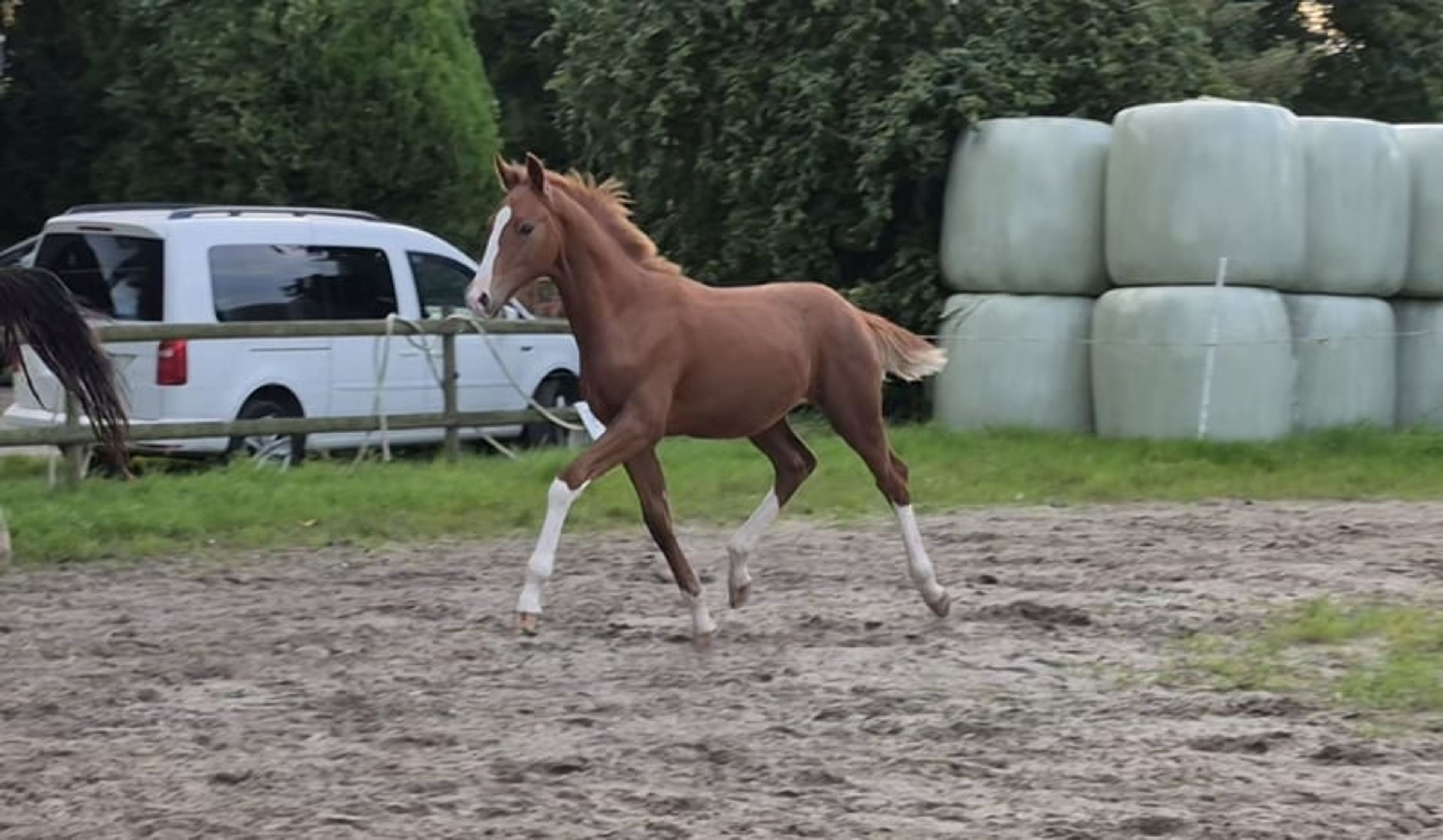 Hannoverian colt - Image 4
