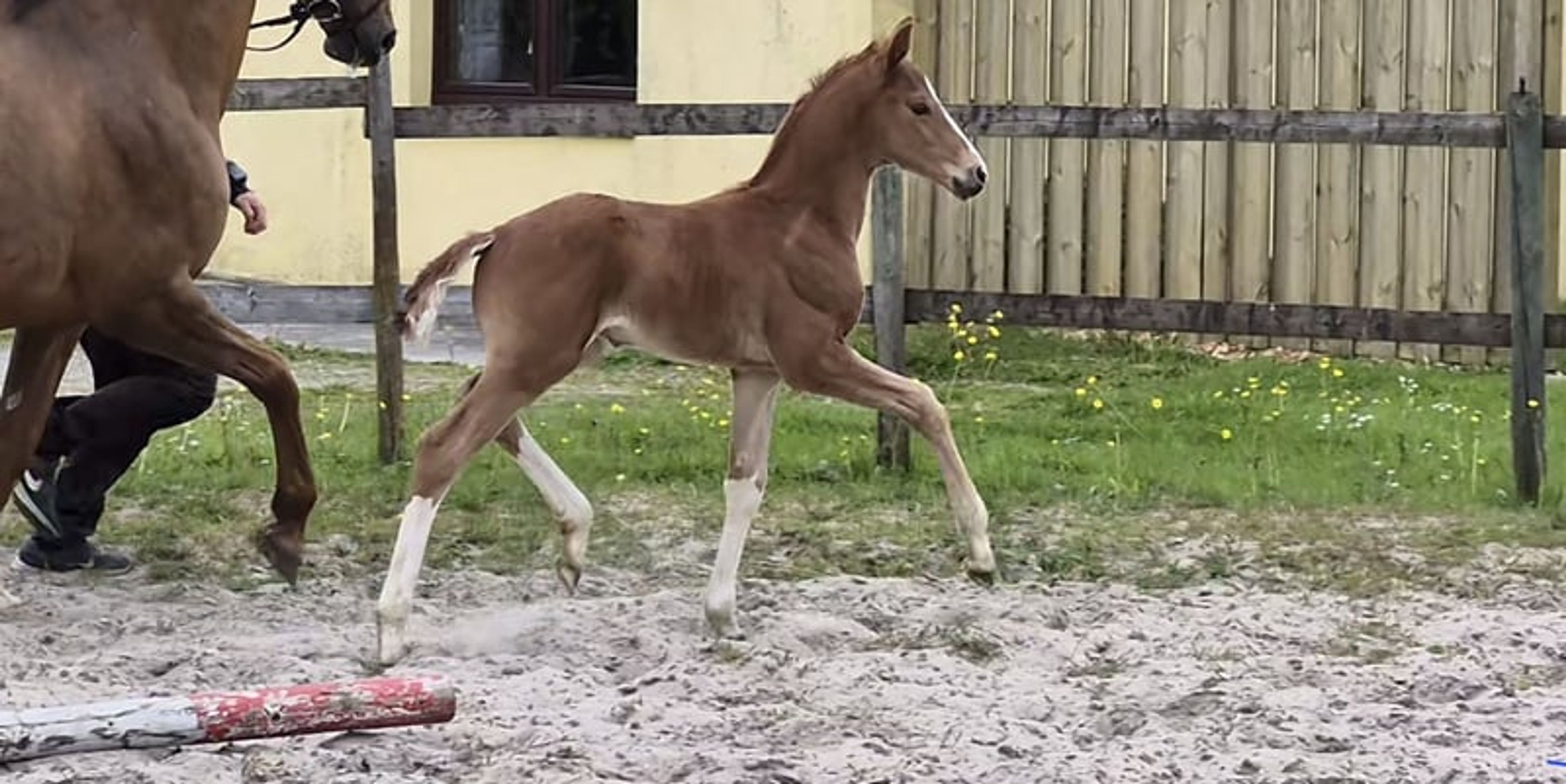 Hannoverian colt - Image 5