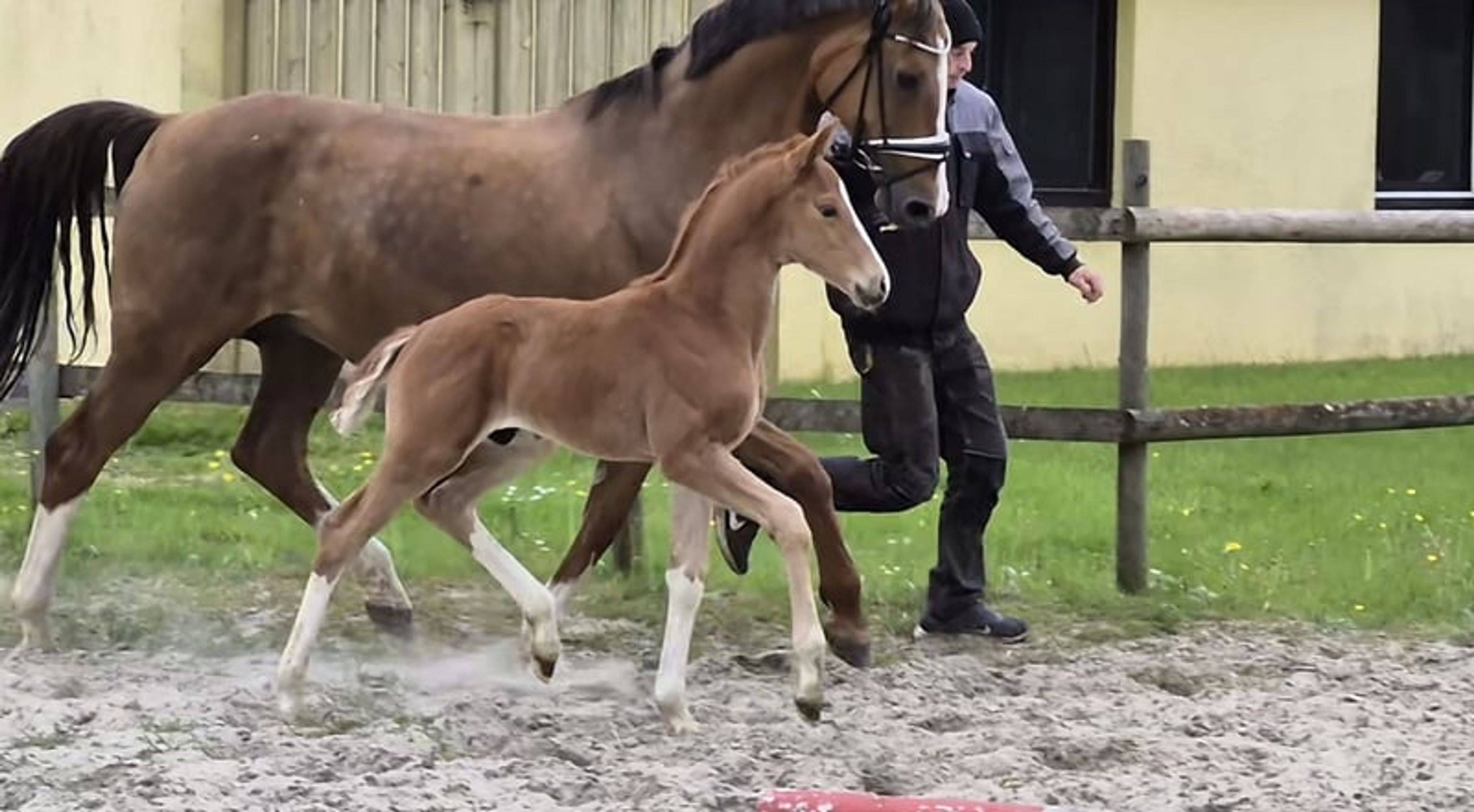 Hannoverian colt - Image 6
