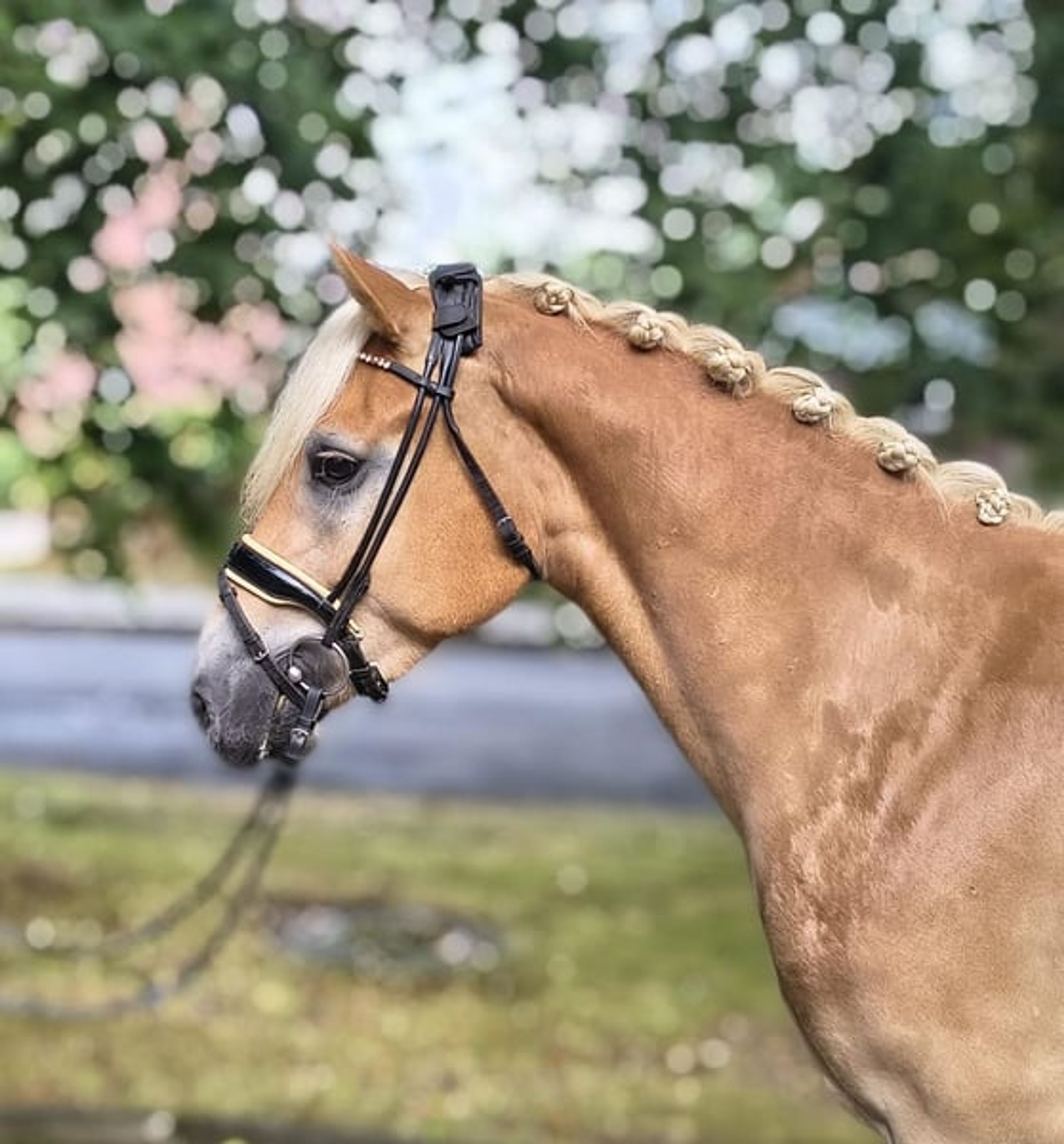 Haflinger to fall in love with – stunning gelding with a wonderful temperament
