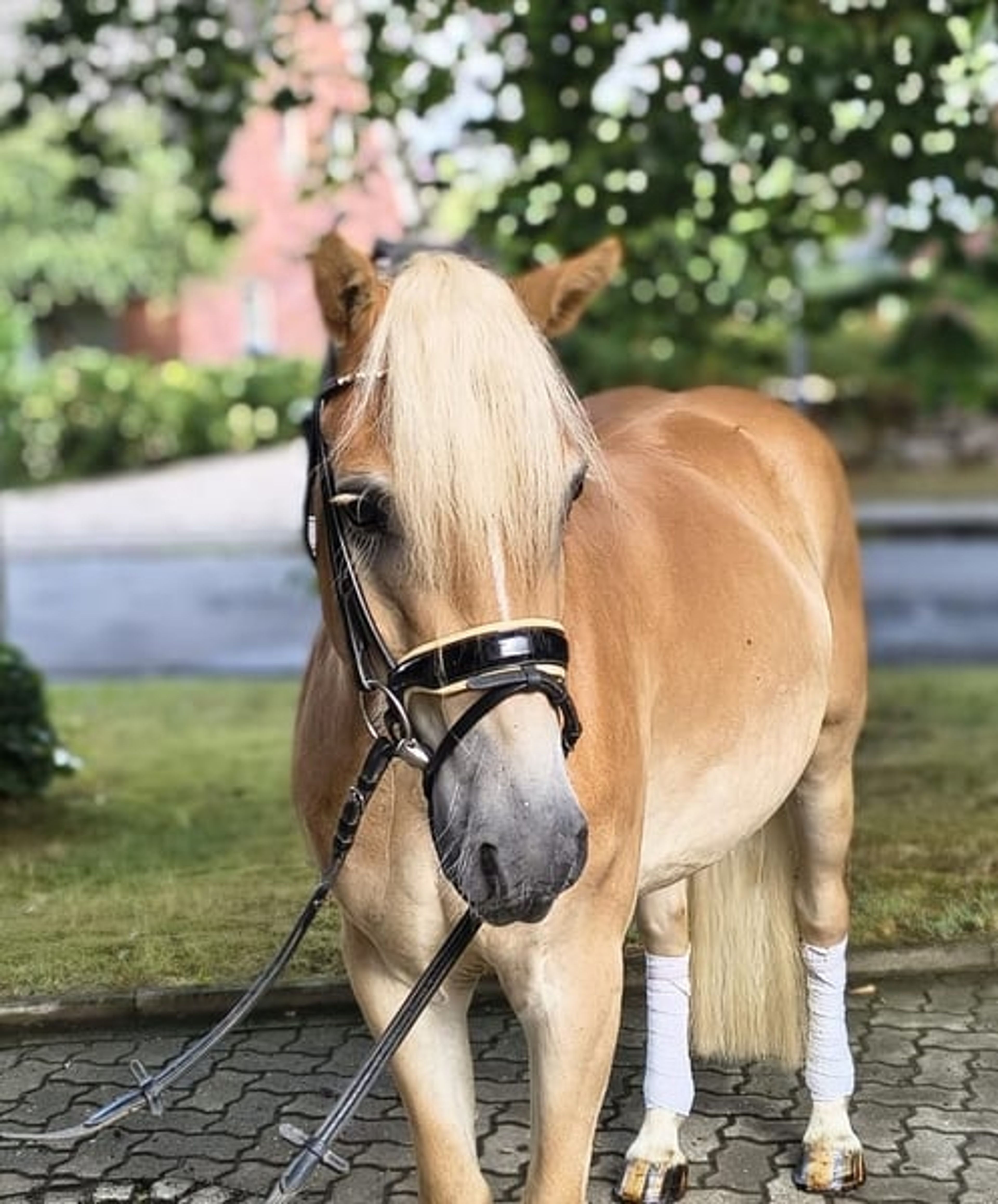 Haflinger to fall in love with – stunning gelding with a wonderful temperament - Image 2