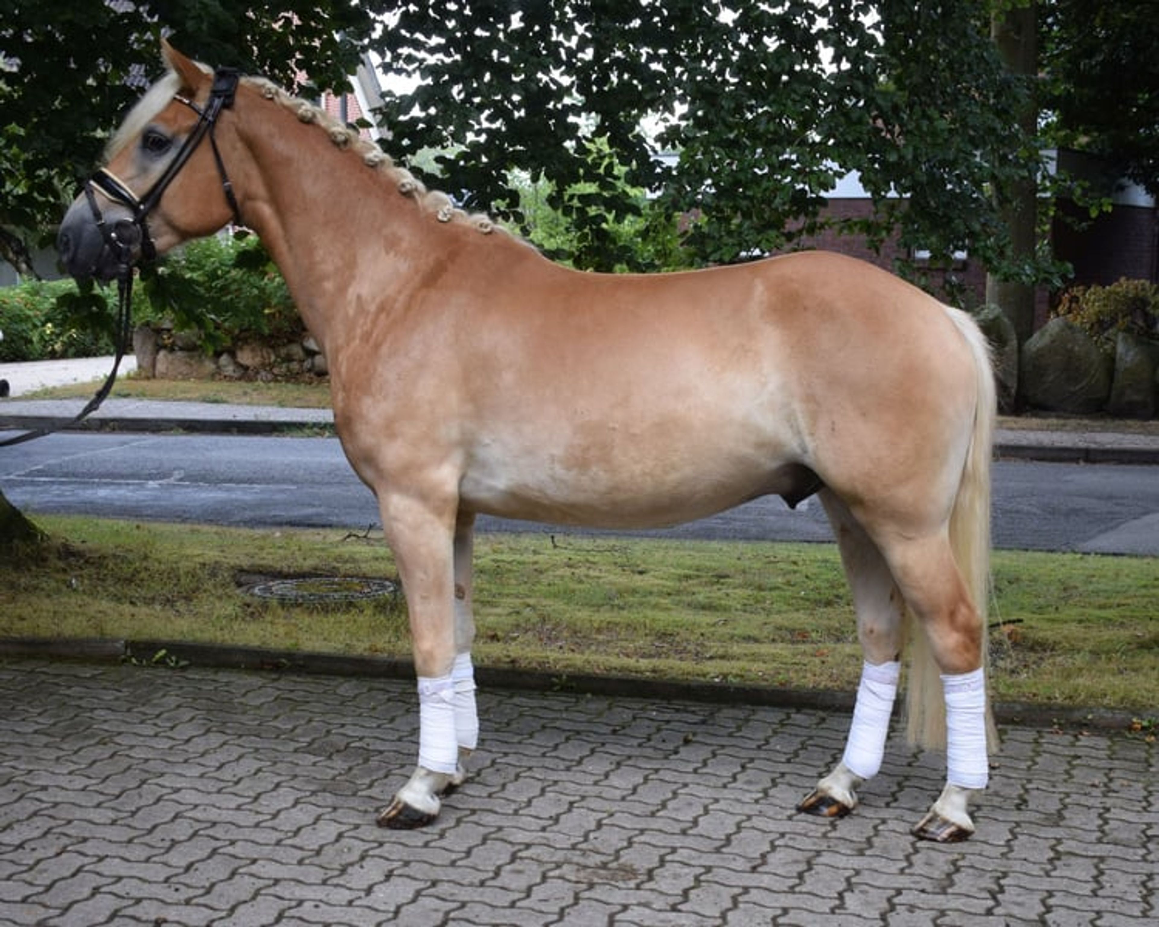 Haflinger to fall in love with – stunning gelding with a wonderful temperament - Image 3