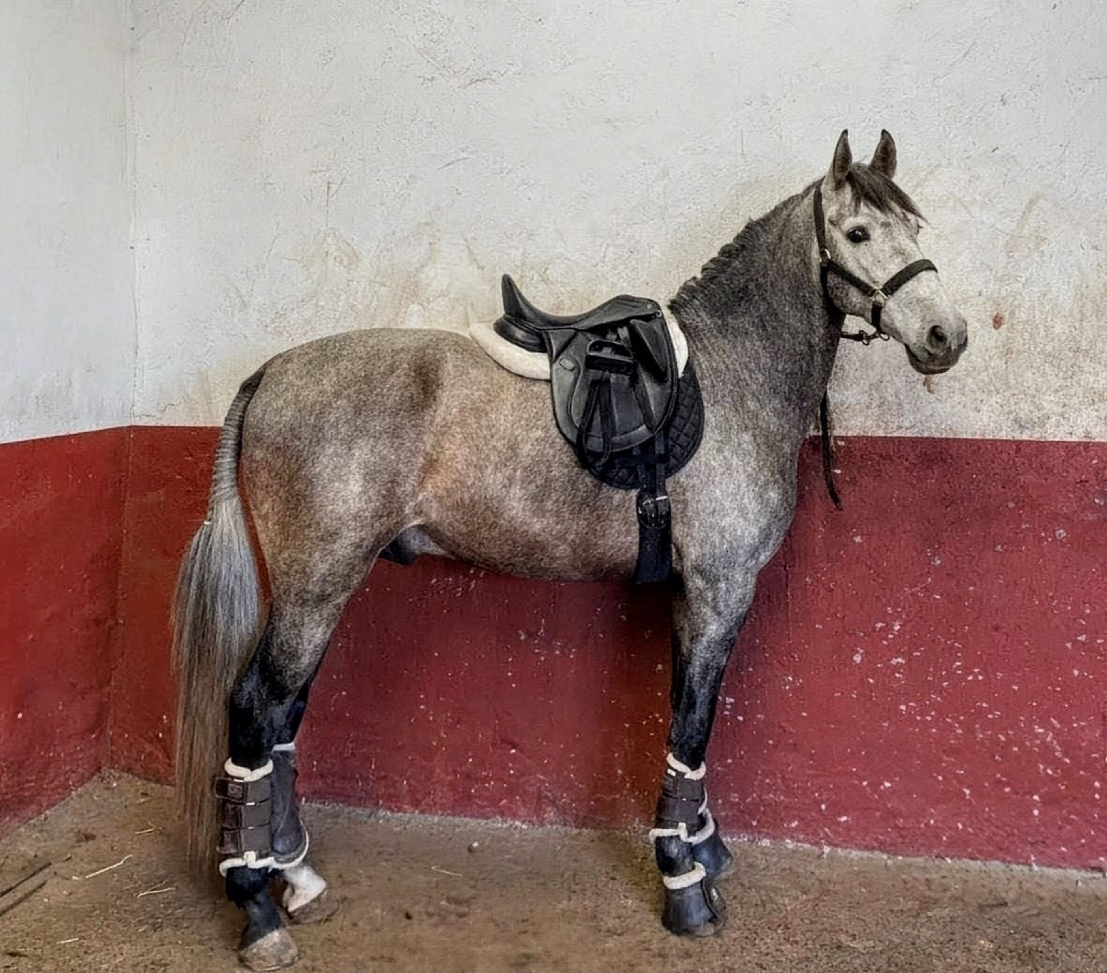 Legato - Image 1