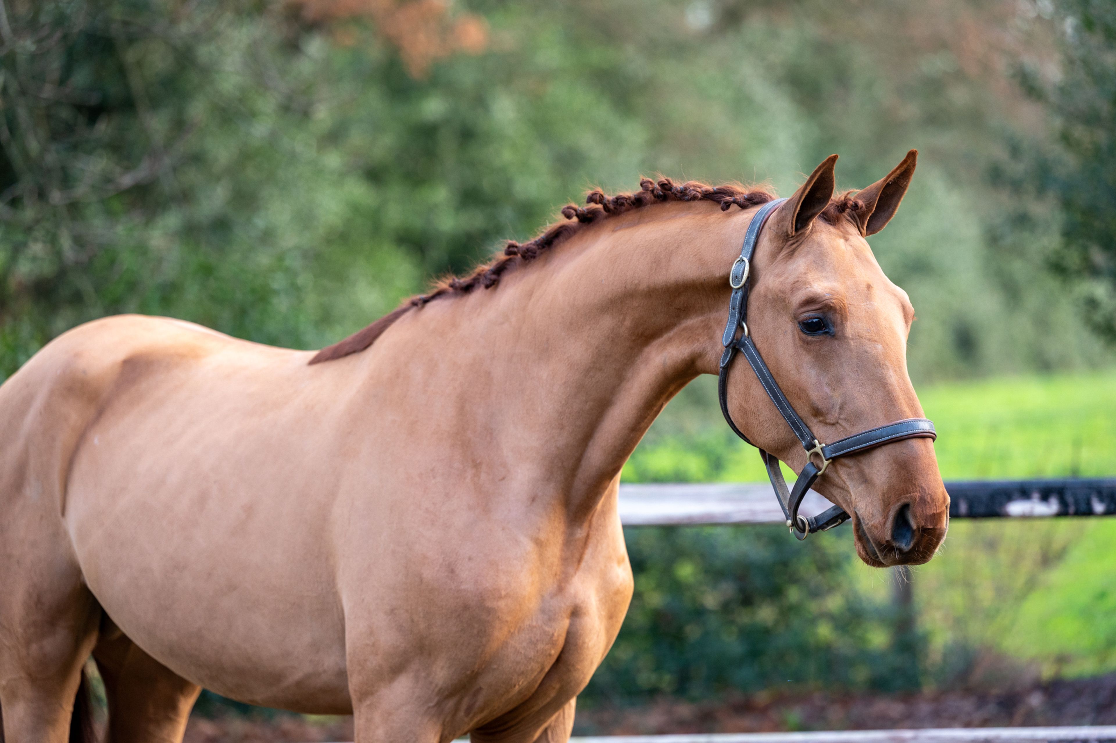 Galoubet  ☆ (GORBATCHOV  x CICERO Z VAN PAEMEL) - Image 2