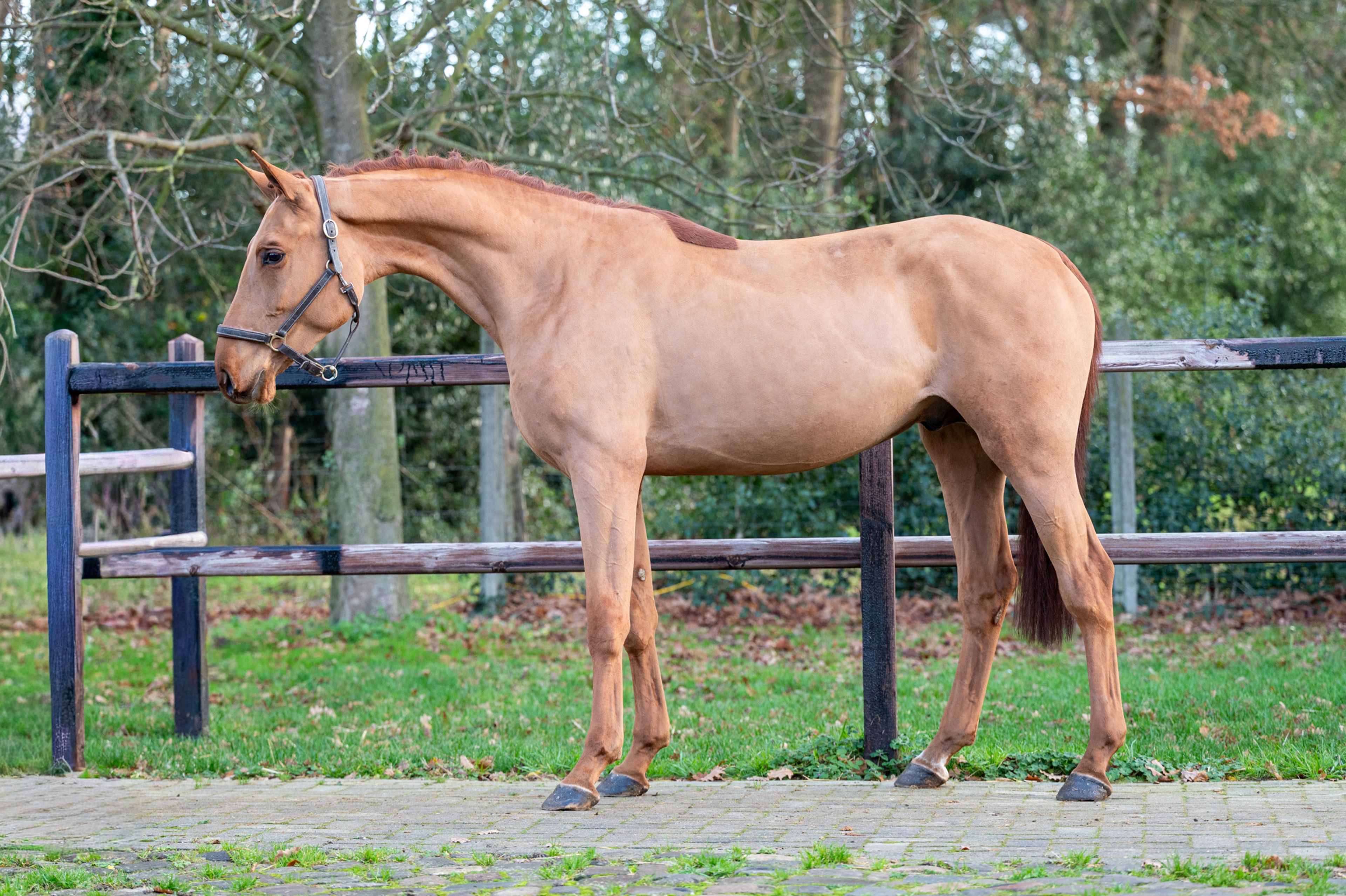 Galoubet  ☆ (GORBATCHOV  x CICERO Z VAN PAEMEL) - Image 3