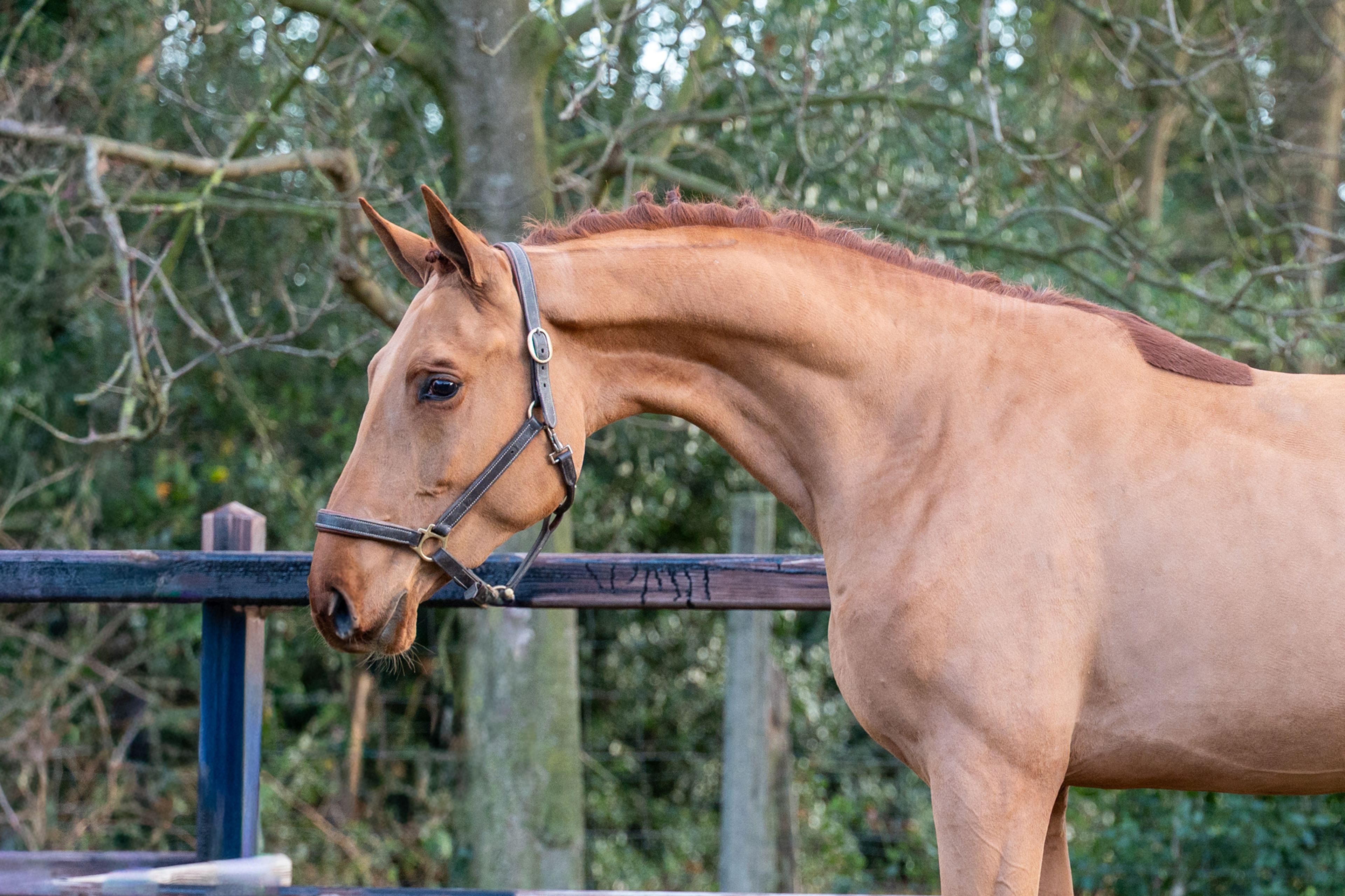 Galoubet  ☆ (GORBATCHOV  x CICERO Z VAN PAEMEL) - Image 4