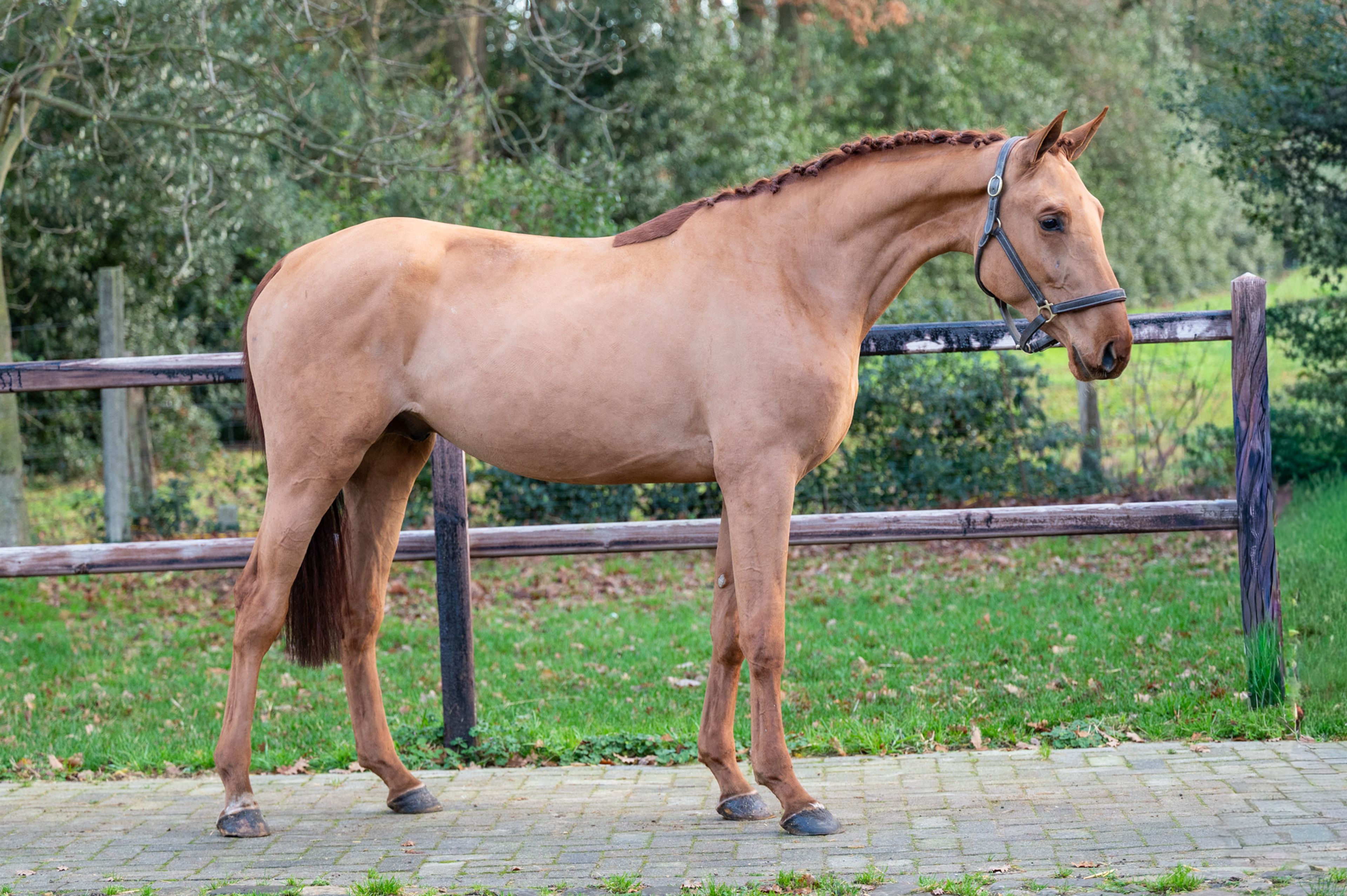 Galoubet  ☆ (GORBATCHOV  x CICERO Z VAN PAEMEL) - Image 7