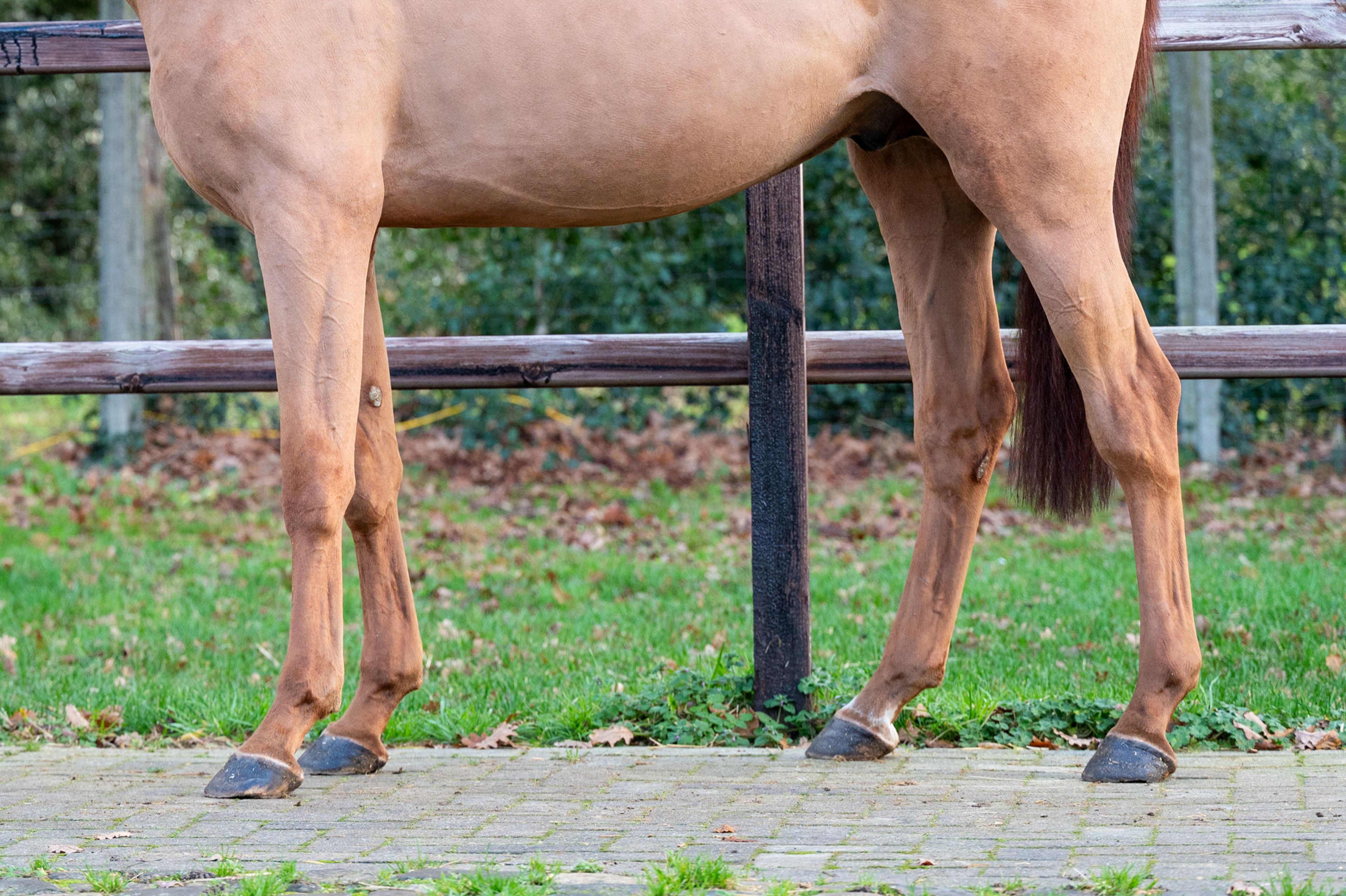 Galoubet  ☆ (GORBATCHOV  x CICERO Z VAN PAEMEL) - Image 9