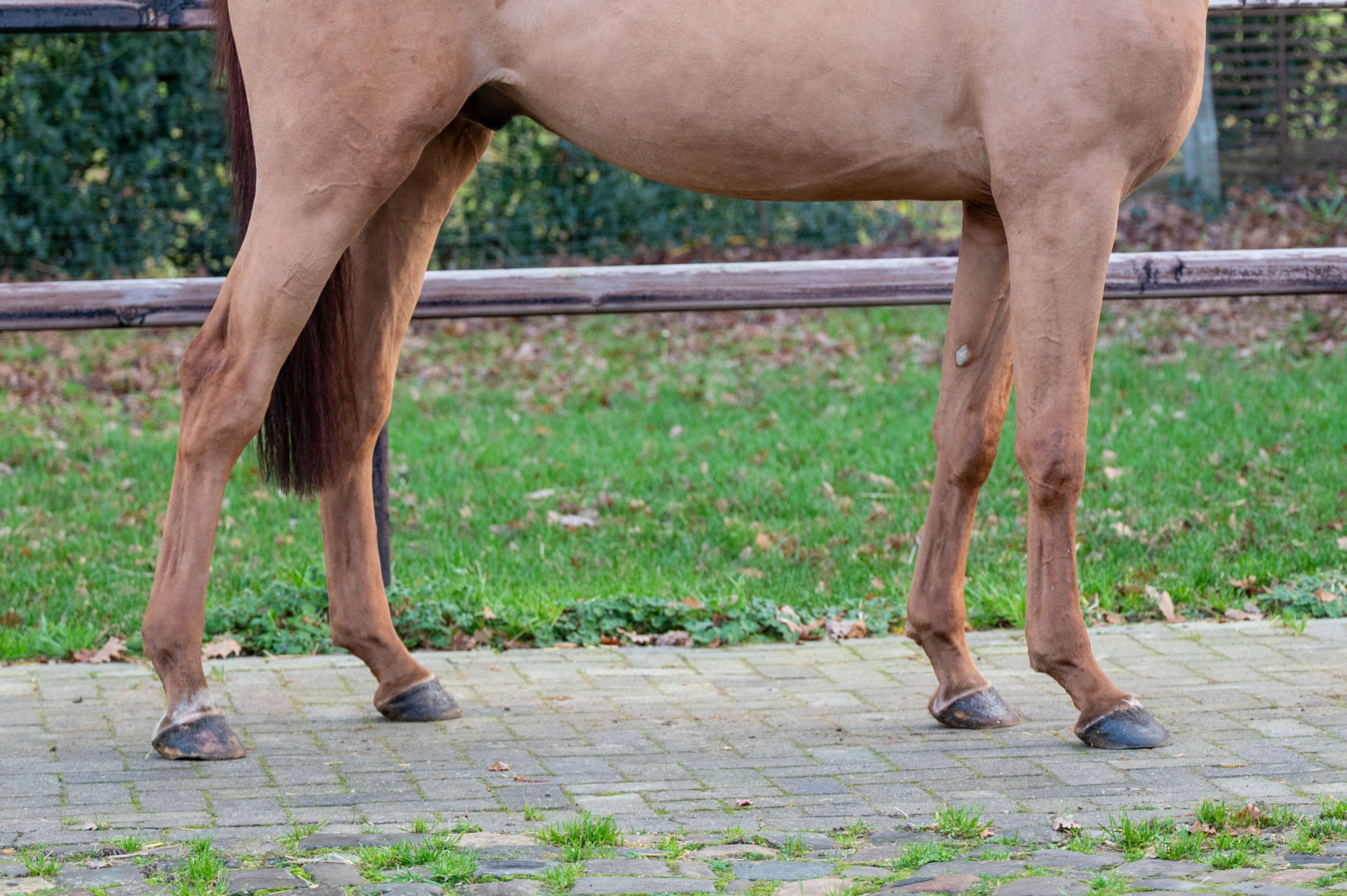 Galoubet  ☆ (GORBATCHOV  x CICERO Z VAN PAEMEL) - Image 10