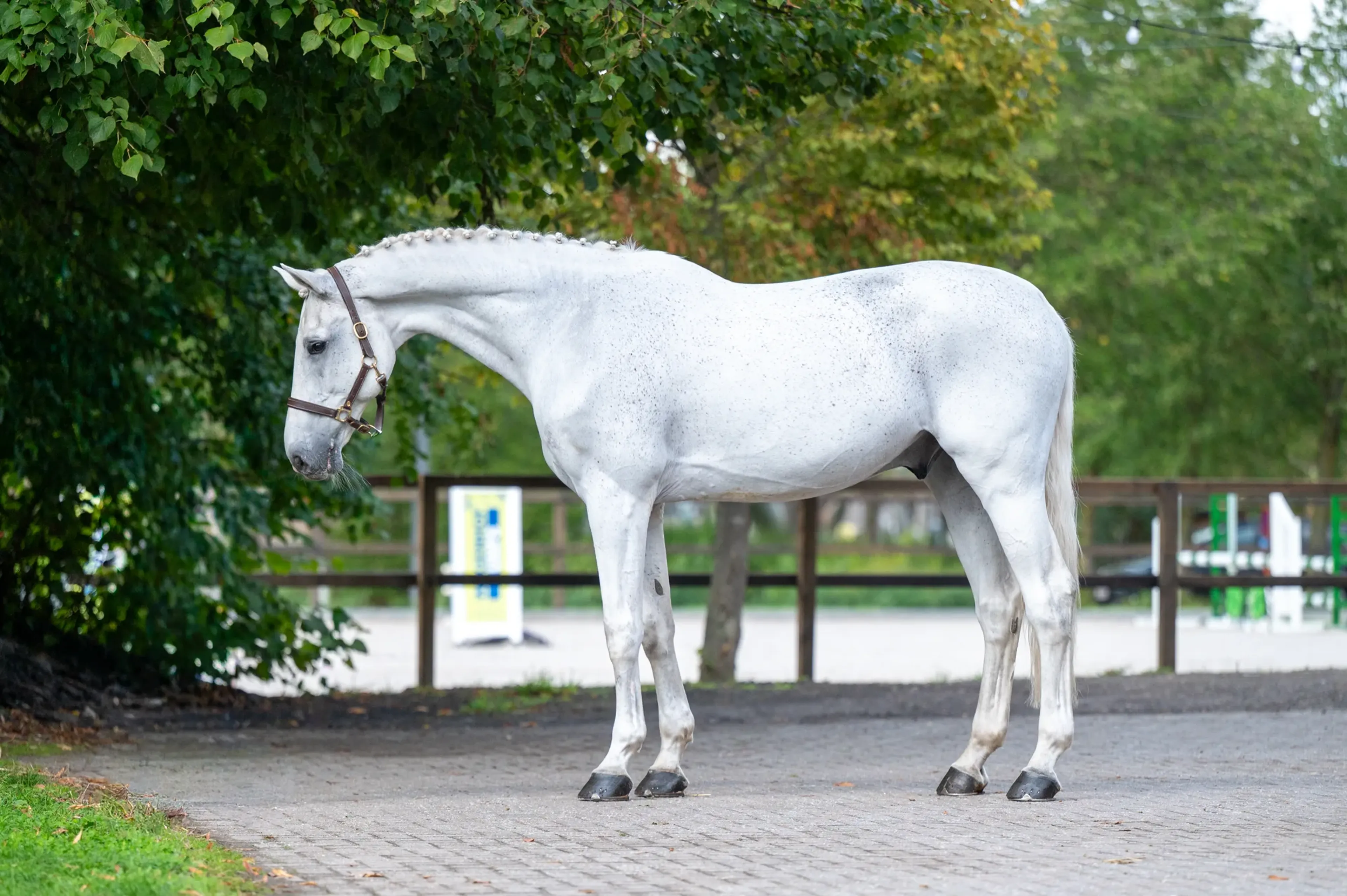 Maserati Quality CARTHAGO x CORIANO - Image 1