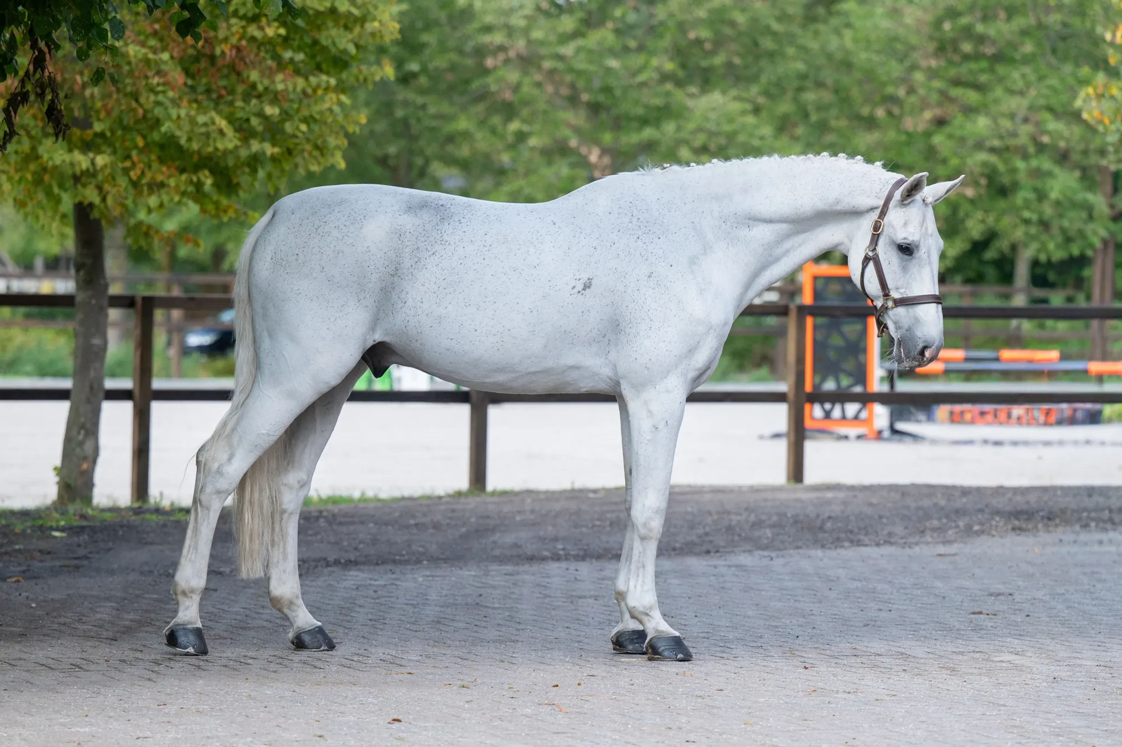 Maserati Quality CARTHAGO x CORIANO - Image 2