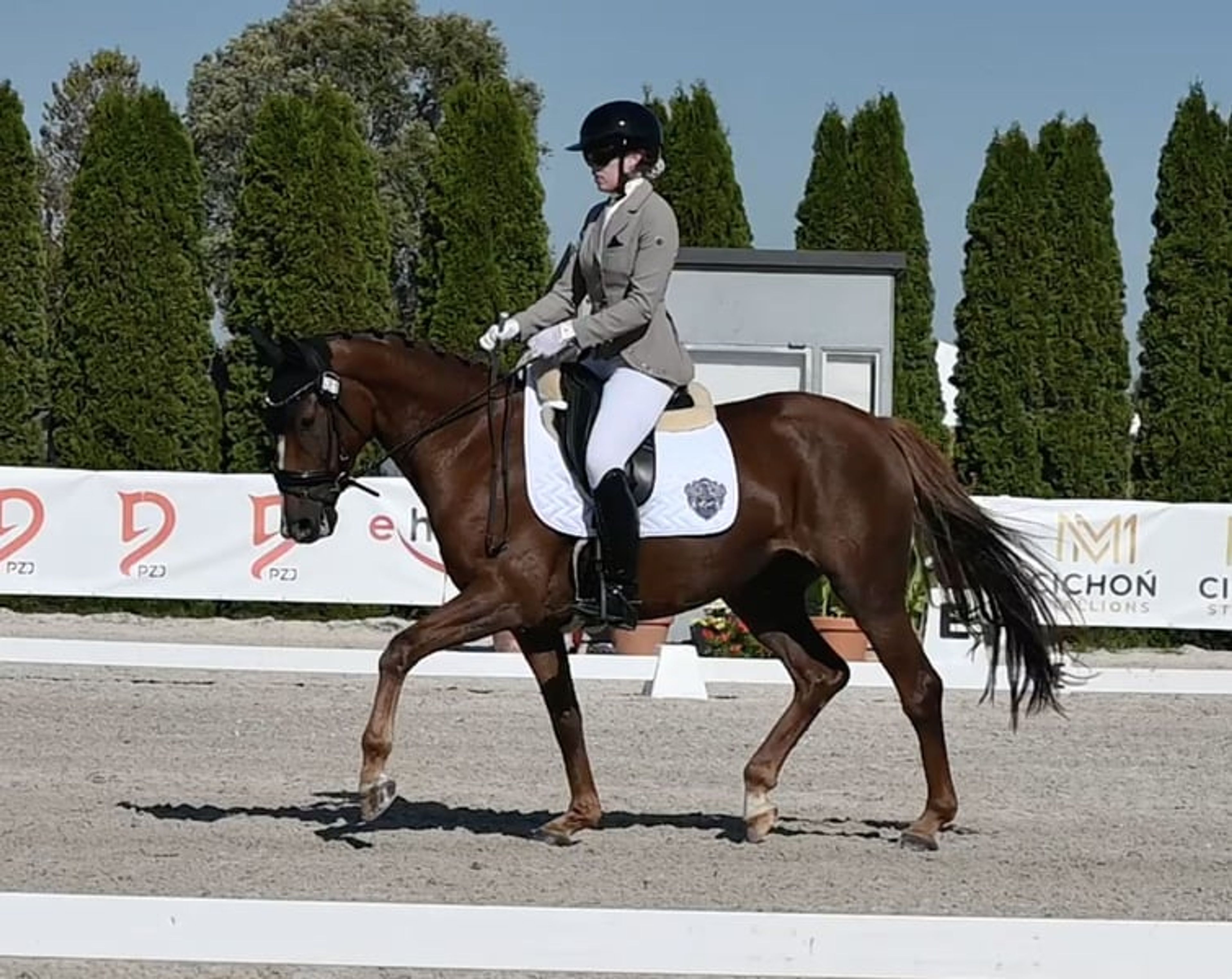 Highly talented dressage mare, foaled in 2022, by Total Hope OLD x De Niro.