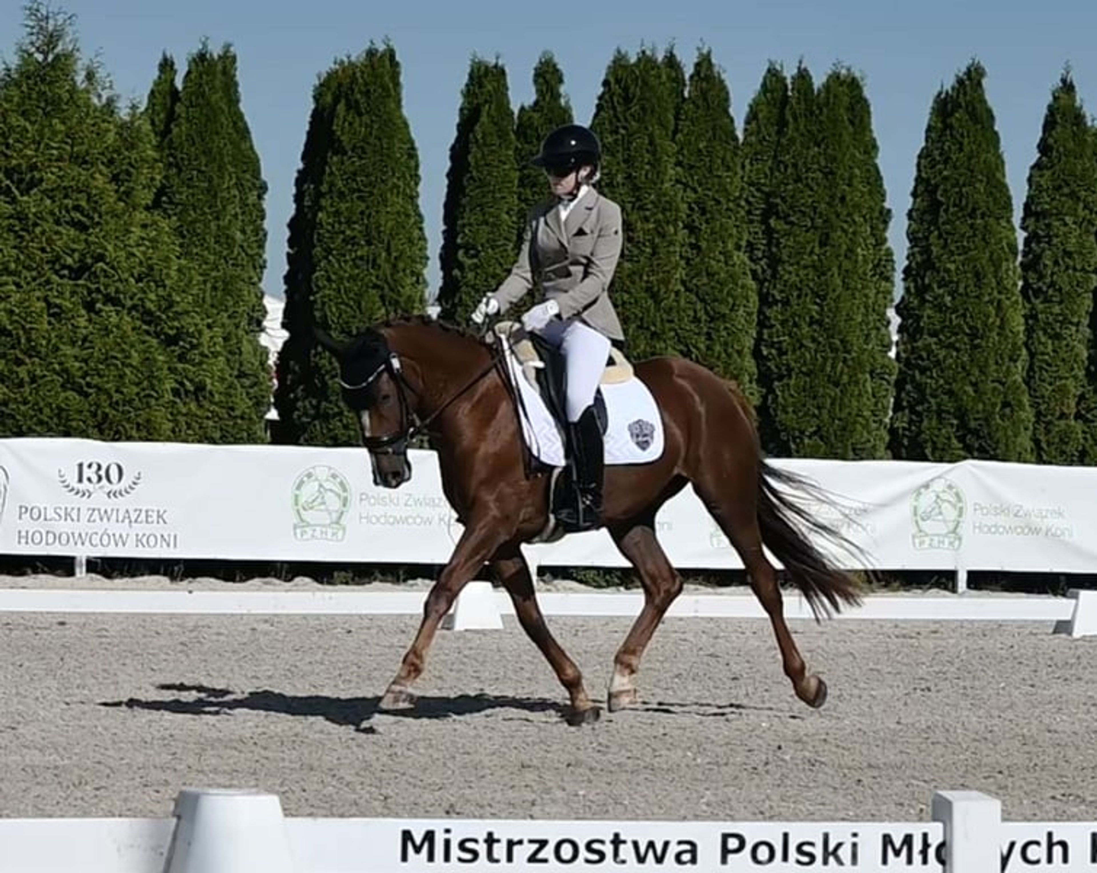 Highly talented dressage mare, foaled in 2022, by Total Hope OLD x De Niro. - Image 2