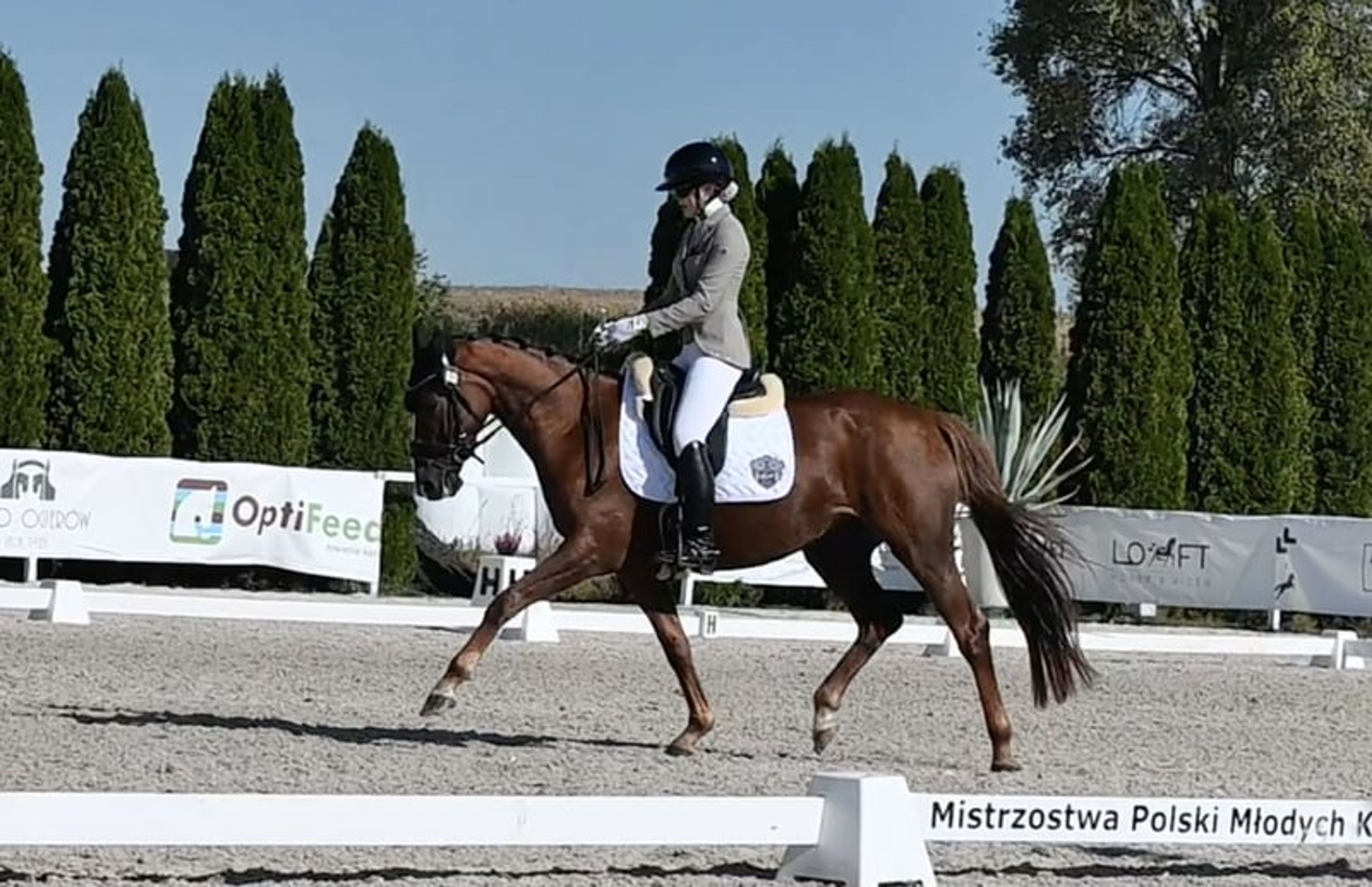 Highly talented dressage mare, foaled in 2022, by Total Hope OLD x De Niro. - Image 3