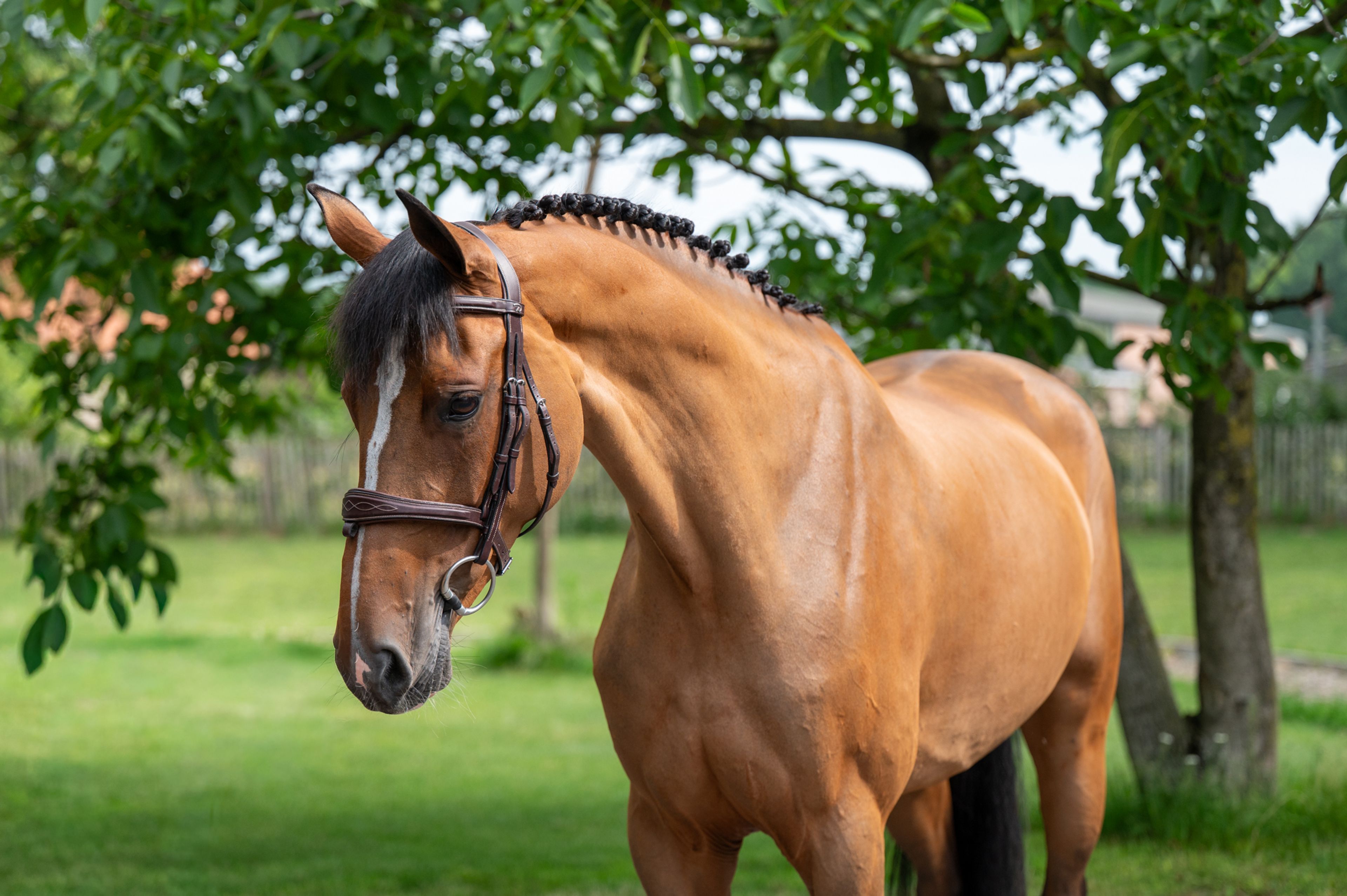 Thalassa KGL (HOOCH DK x CARSON ASK) - Image 1