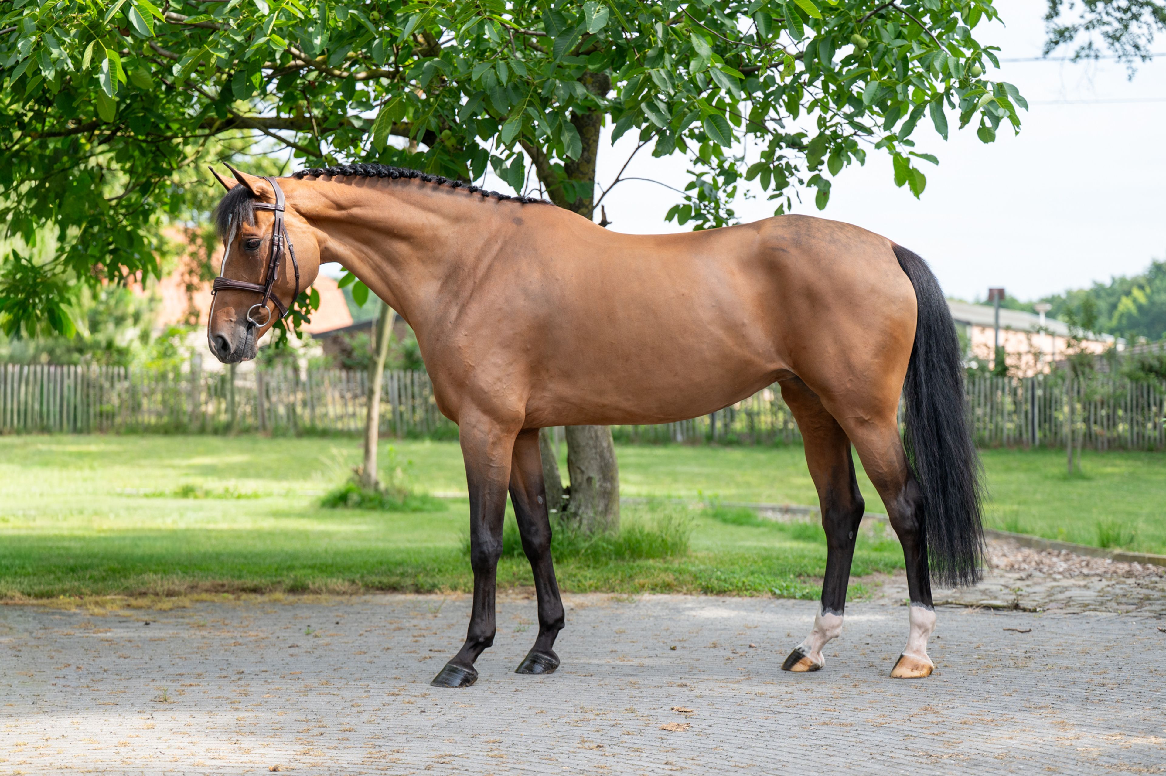 Thalassa KGL (HOOCH DK x CARSON ASK) - Image 2