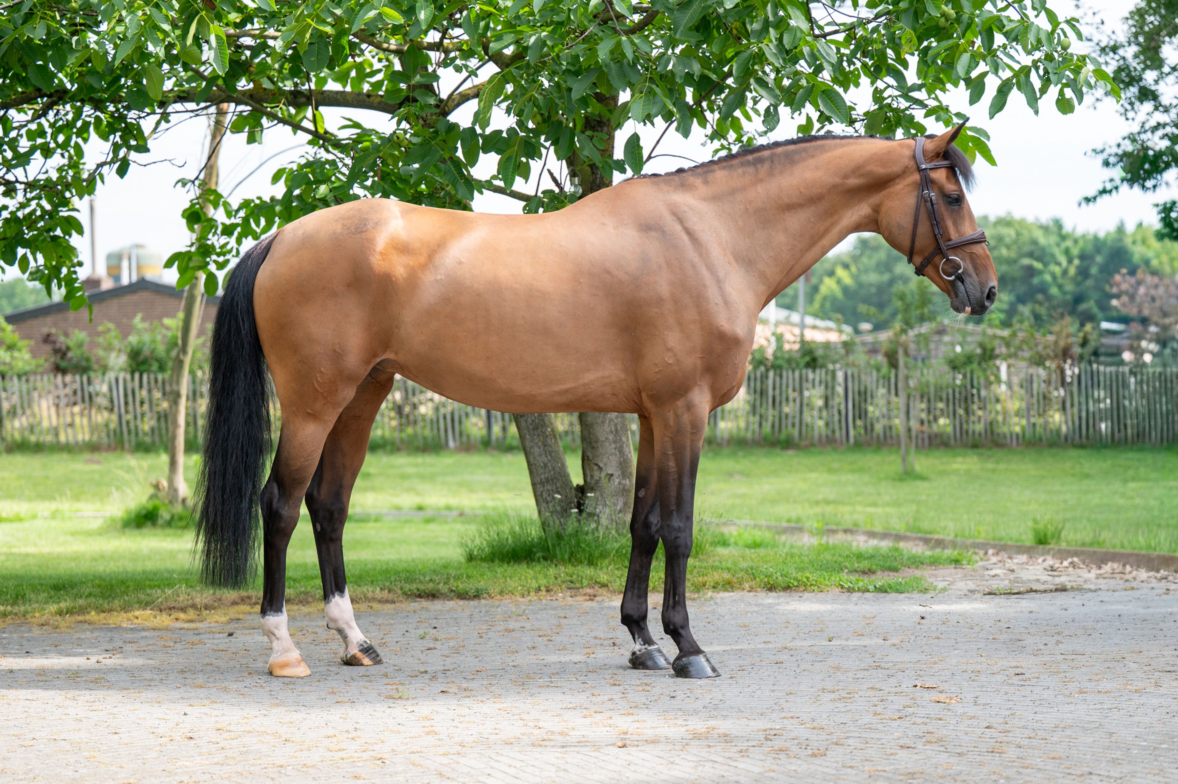 Thalassa KGL (HOOCH DK x CARSON ASK) - Image 3