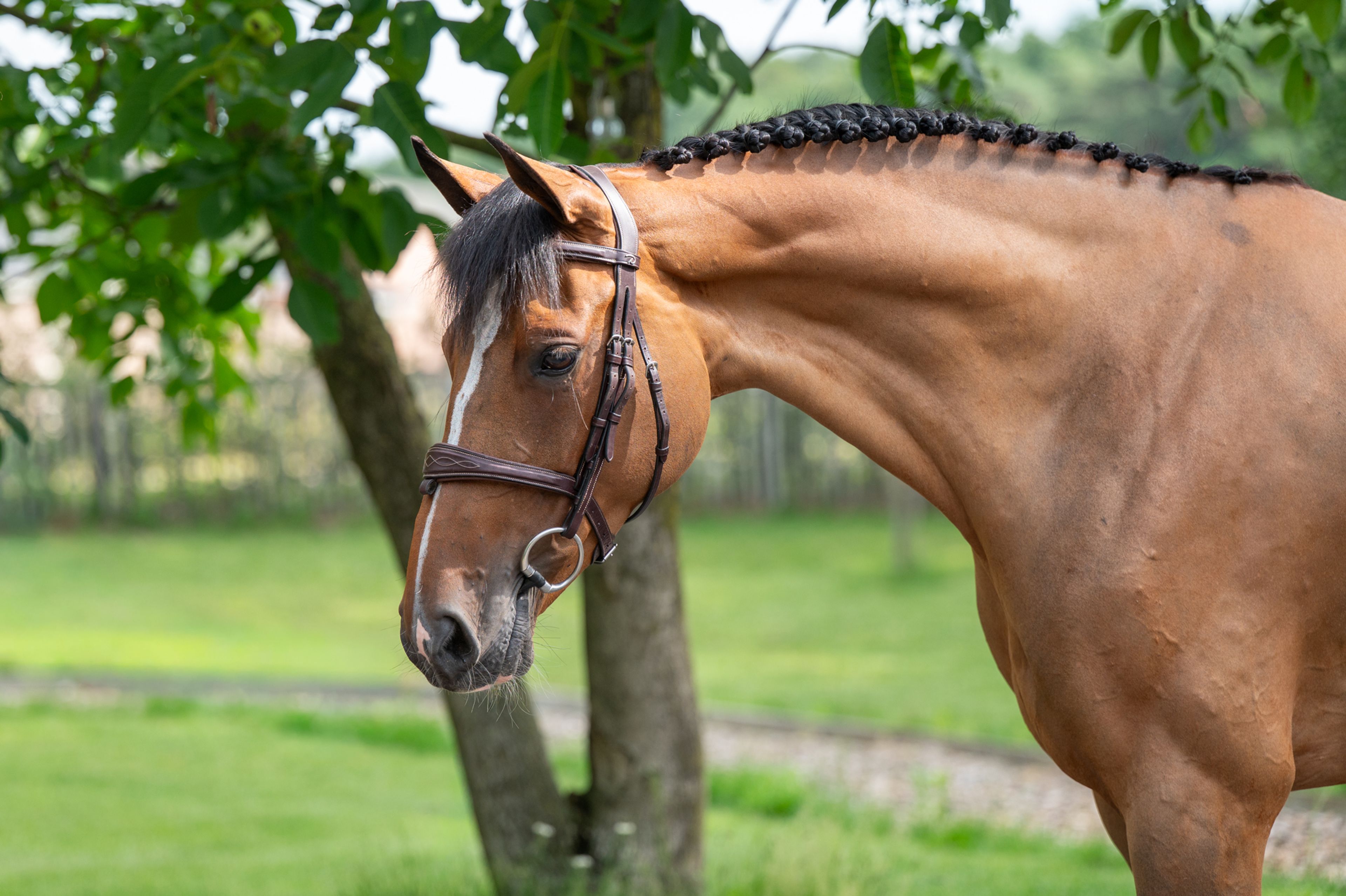 Thalassa KGL (HOOCH DK x CARSON ASK) - Image 4