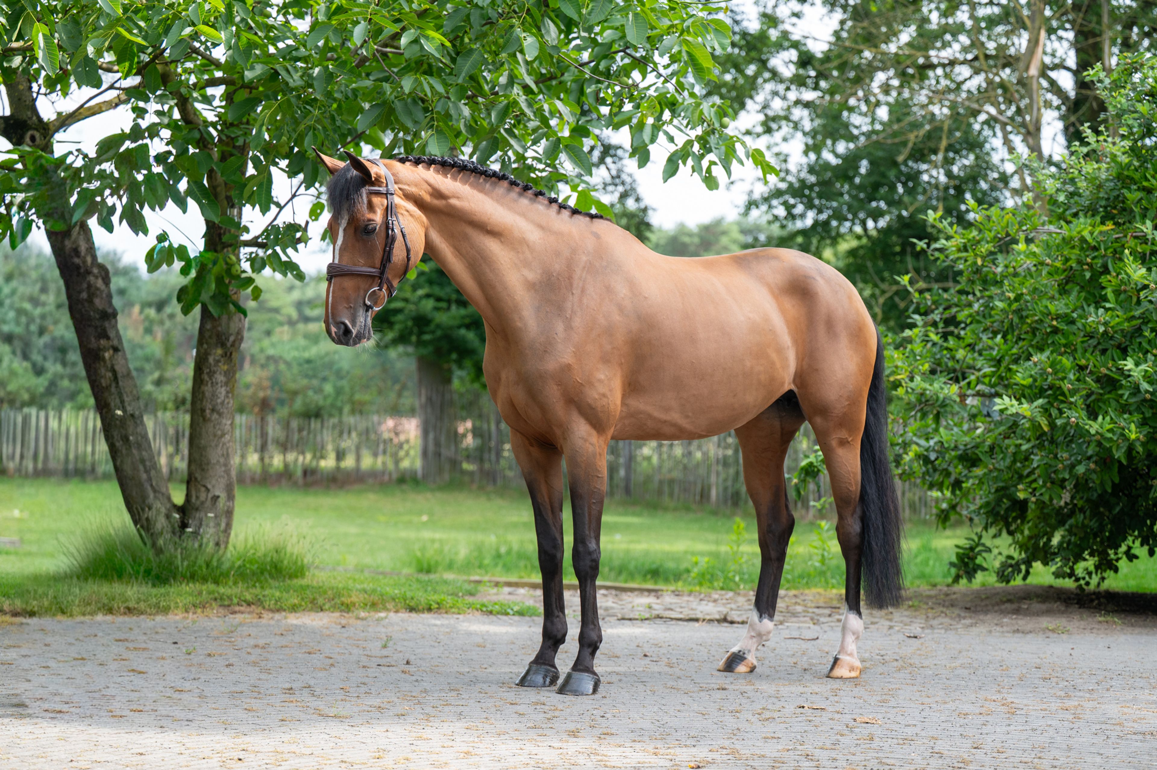 Thalassa KGL (HOOCH DK x CARSON ASK) - Image 5