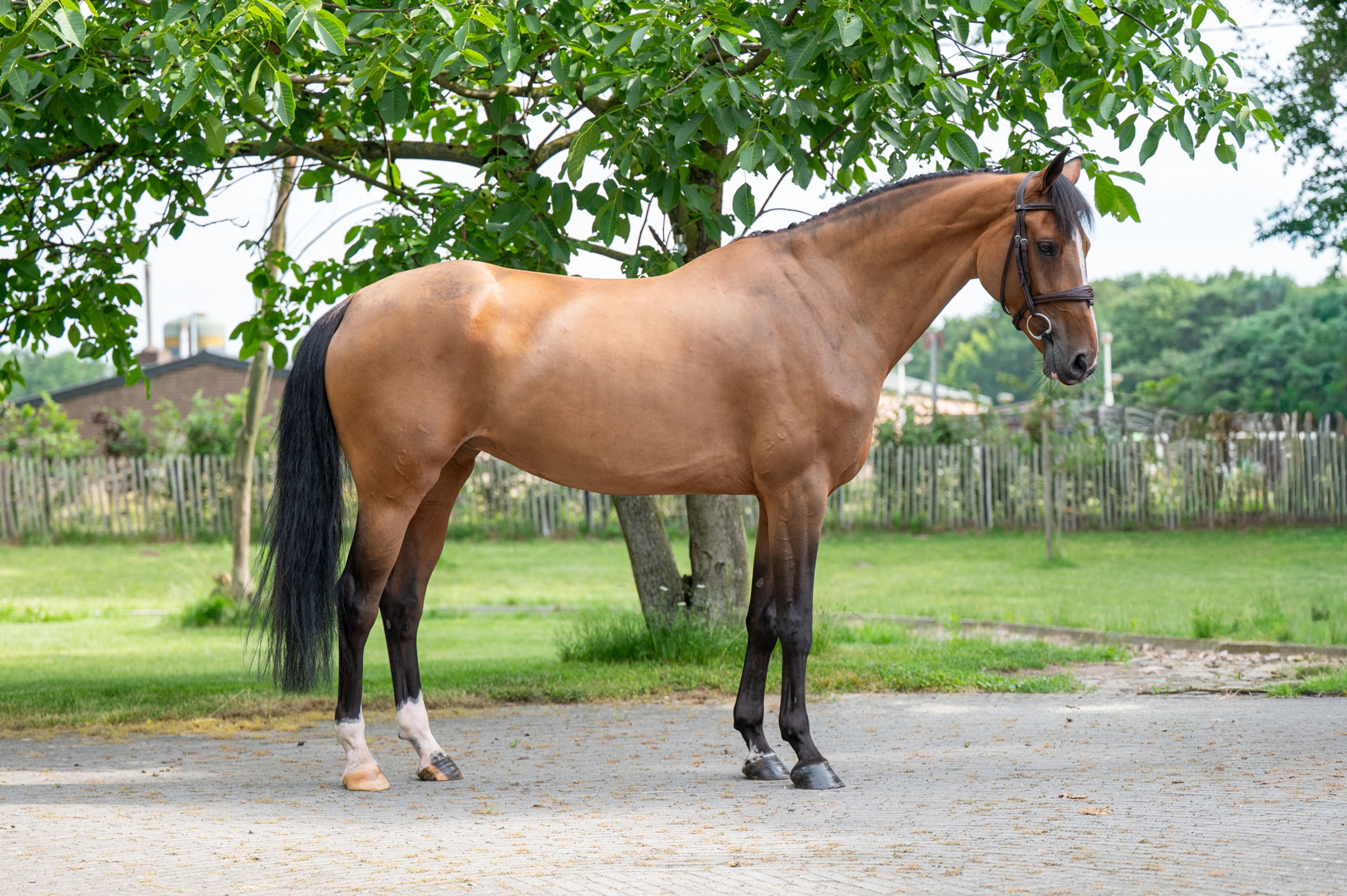 Thalassa KGL (HOOCH DK x CARSON ASK) - Image 6