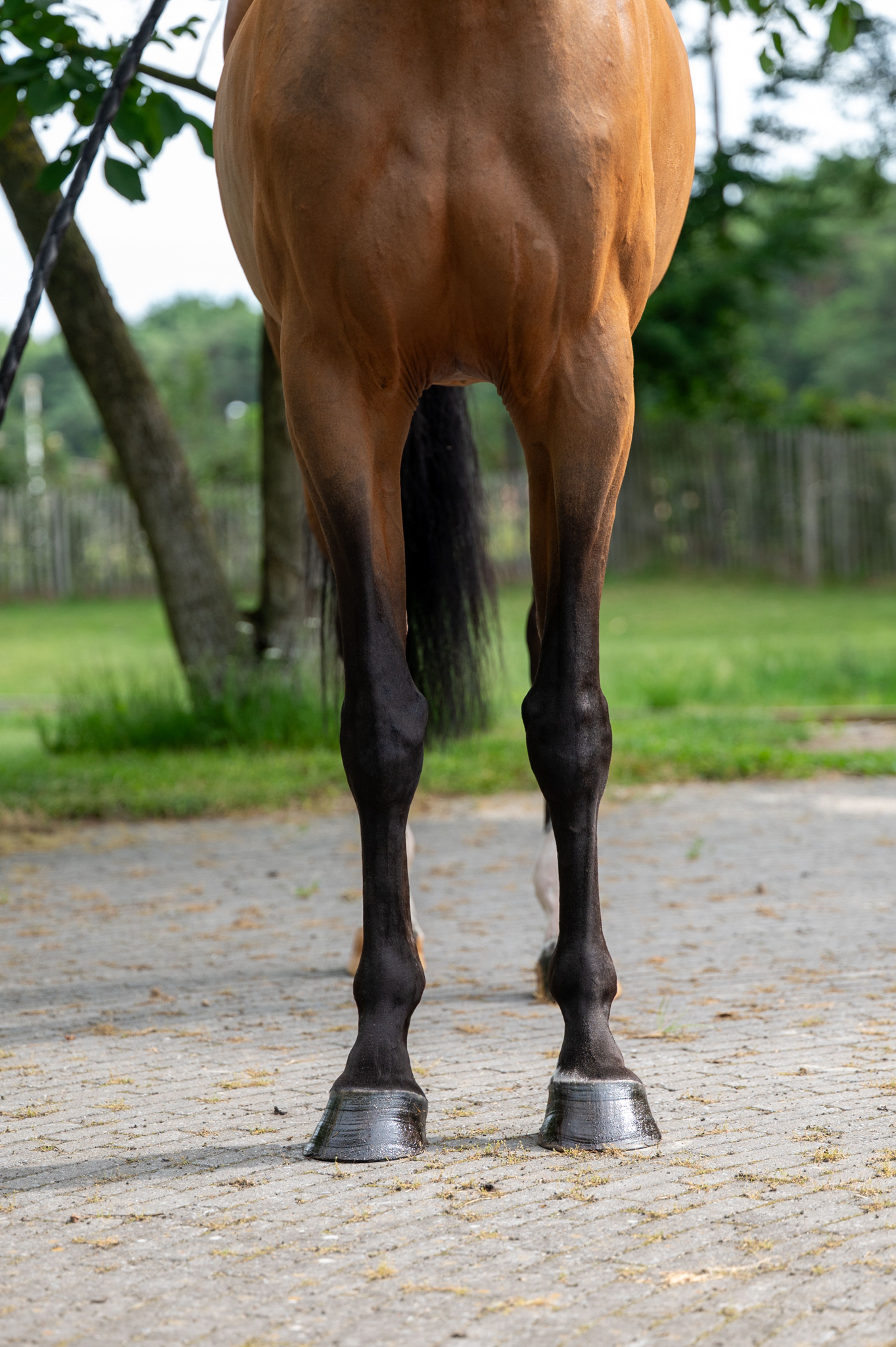 Thalassa KGL (HOOCH DK x CARSON ASK) - Image 7