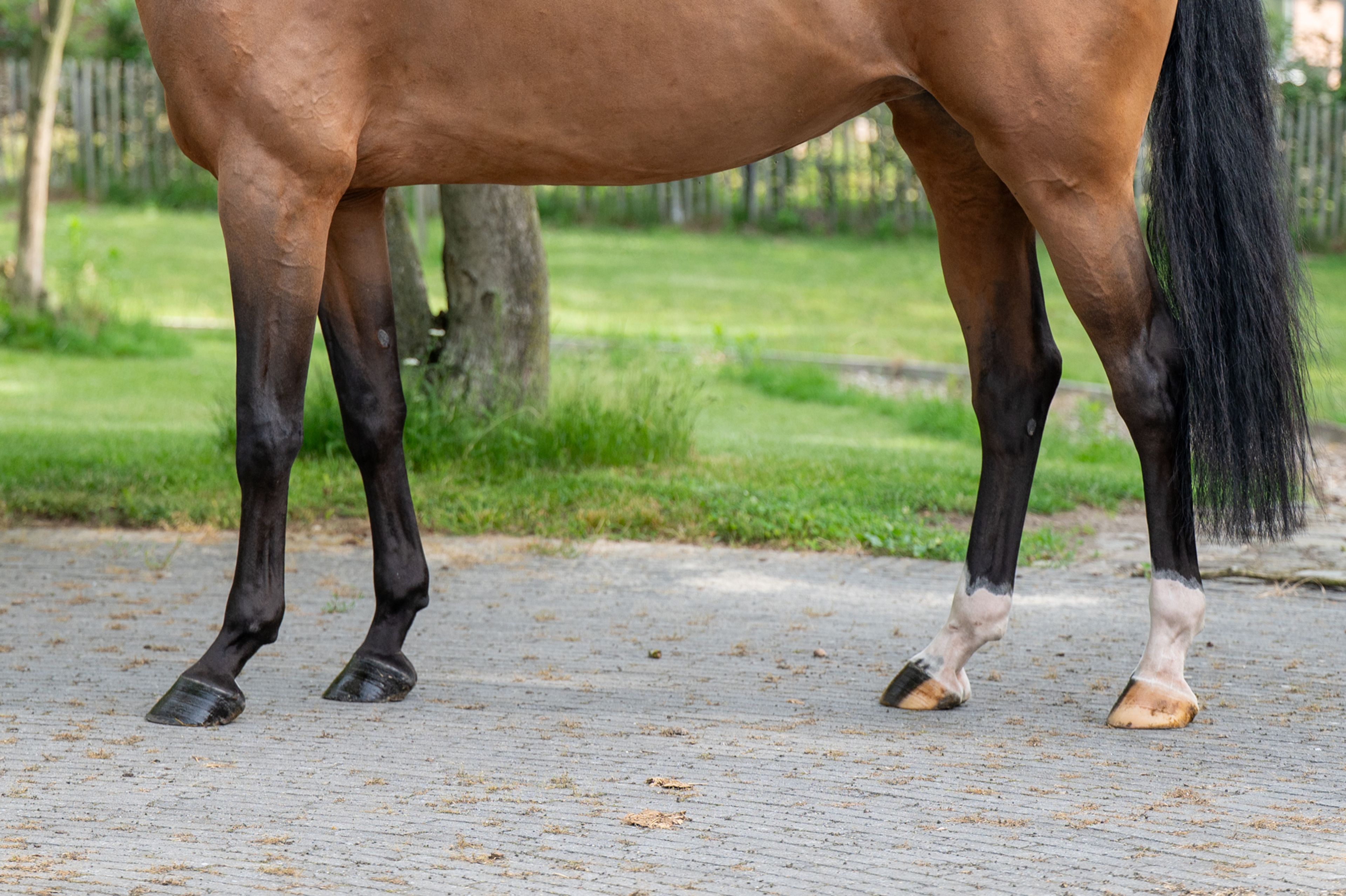 Thalassa KGL (HOOCH DK x CARSON ASK) - Image 8