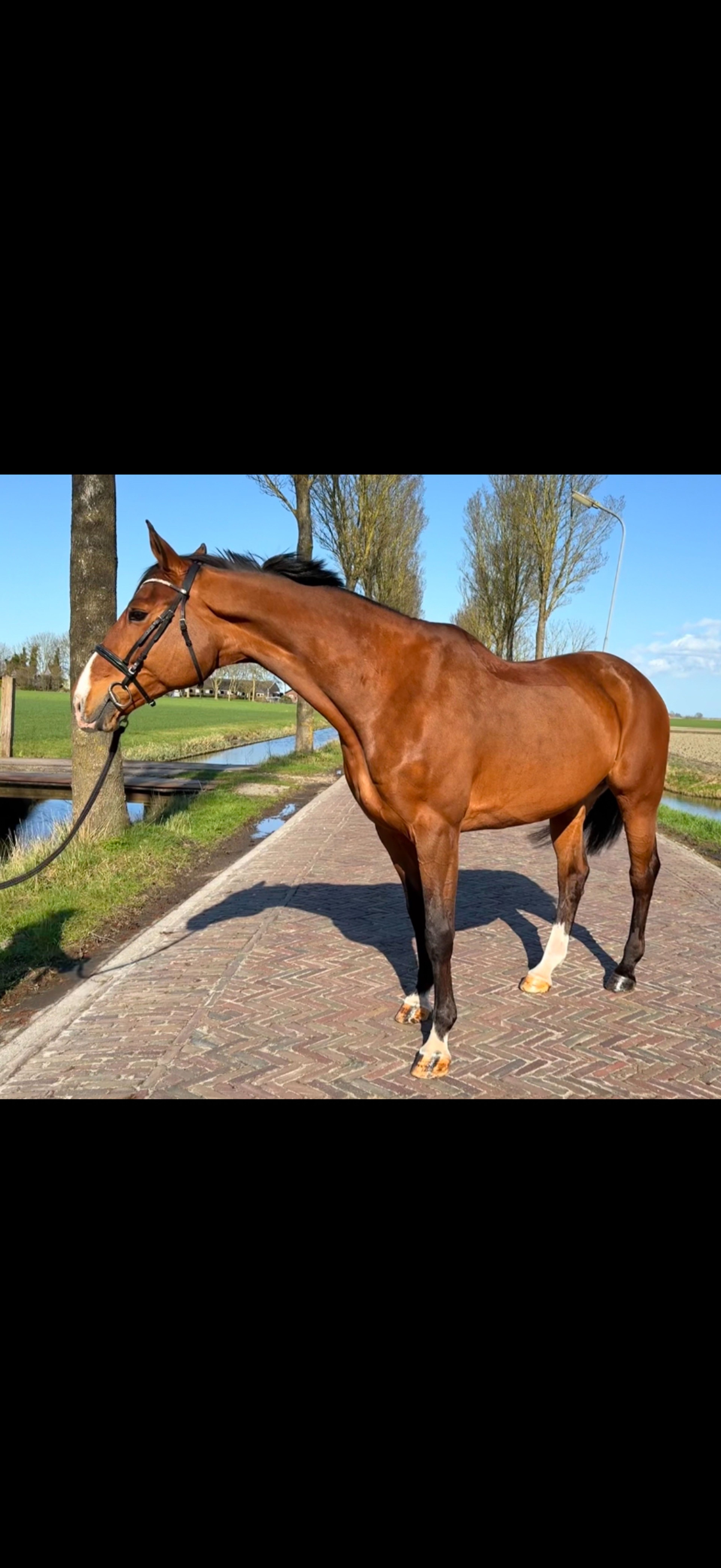 Gentle Vamura - Image 1