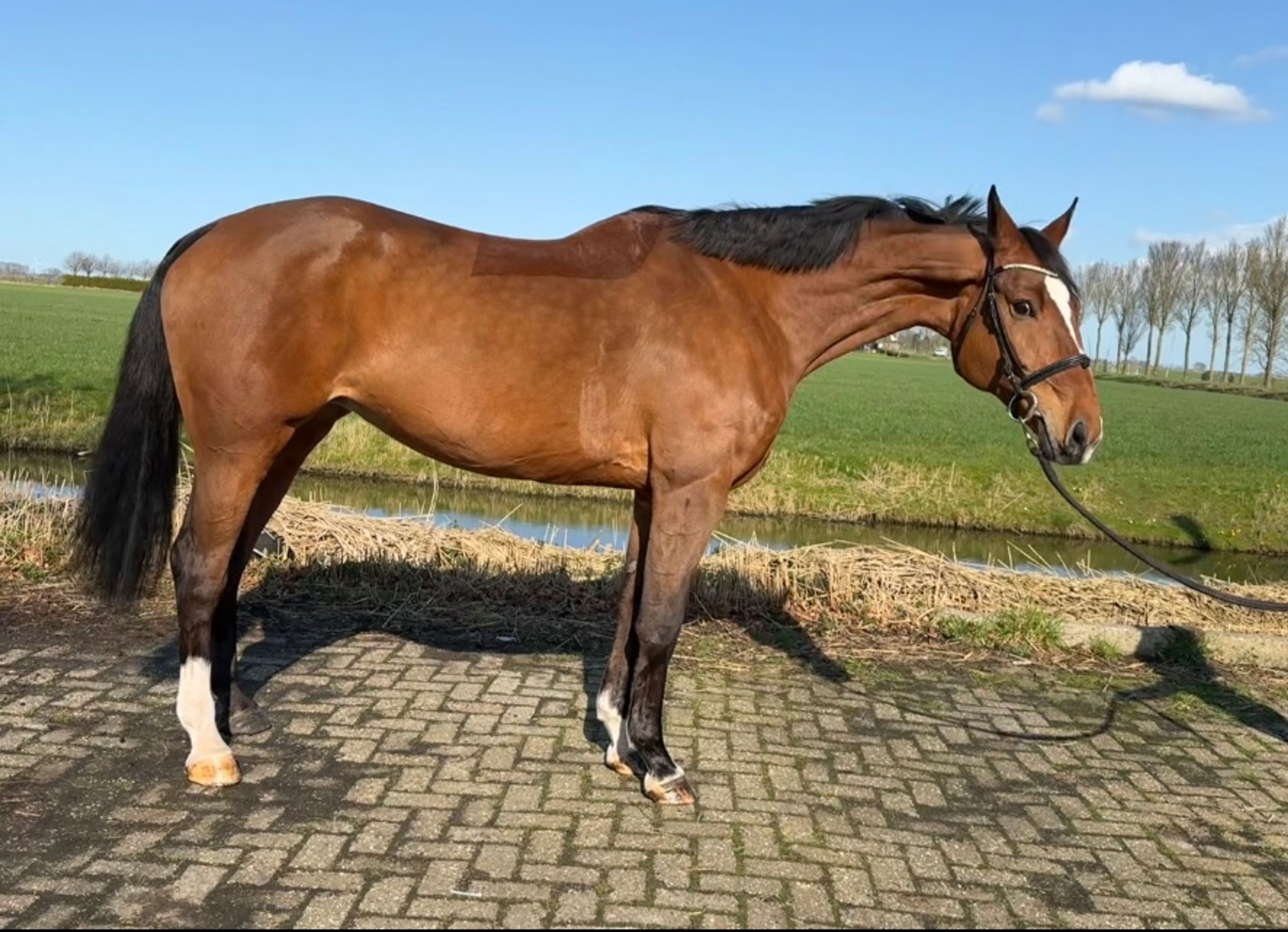 Gentle Vamura - Image 2