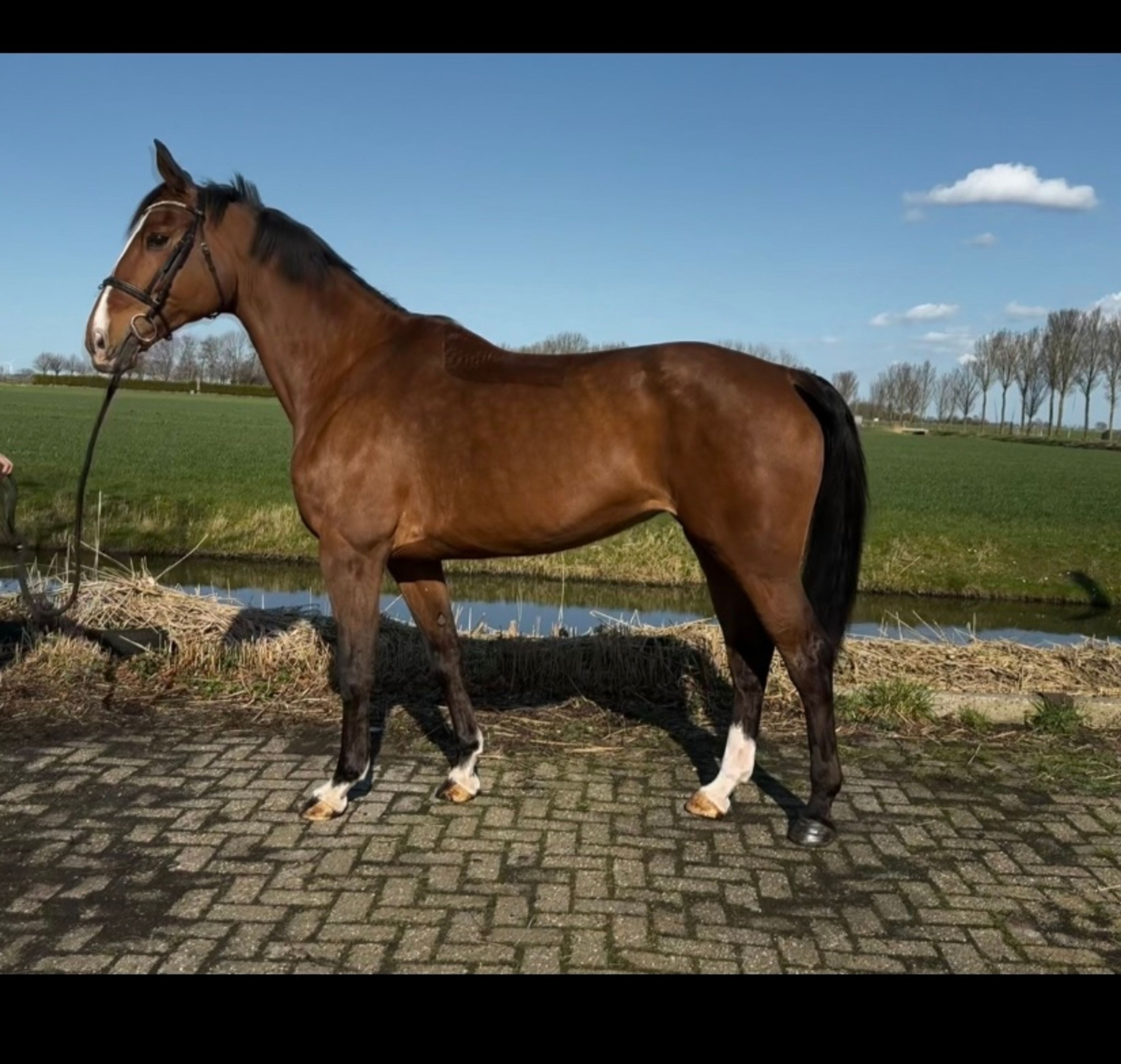 Gentle Vamura - Image 3