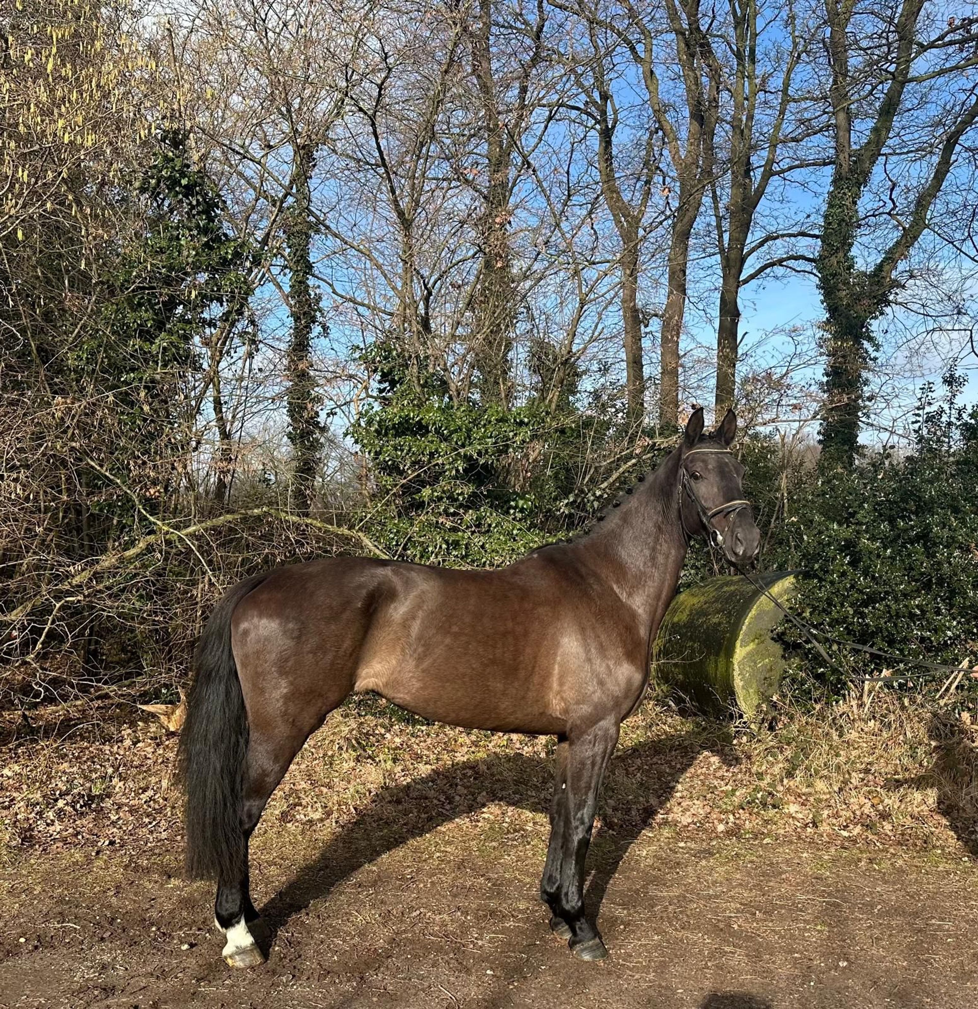 Idorijke (APACHE x CONTANGO) - Image 1