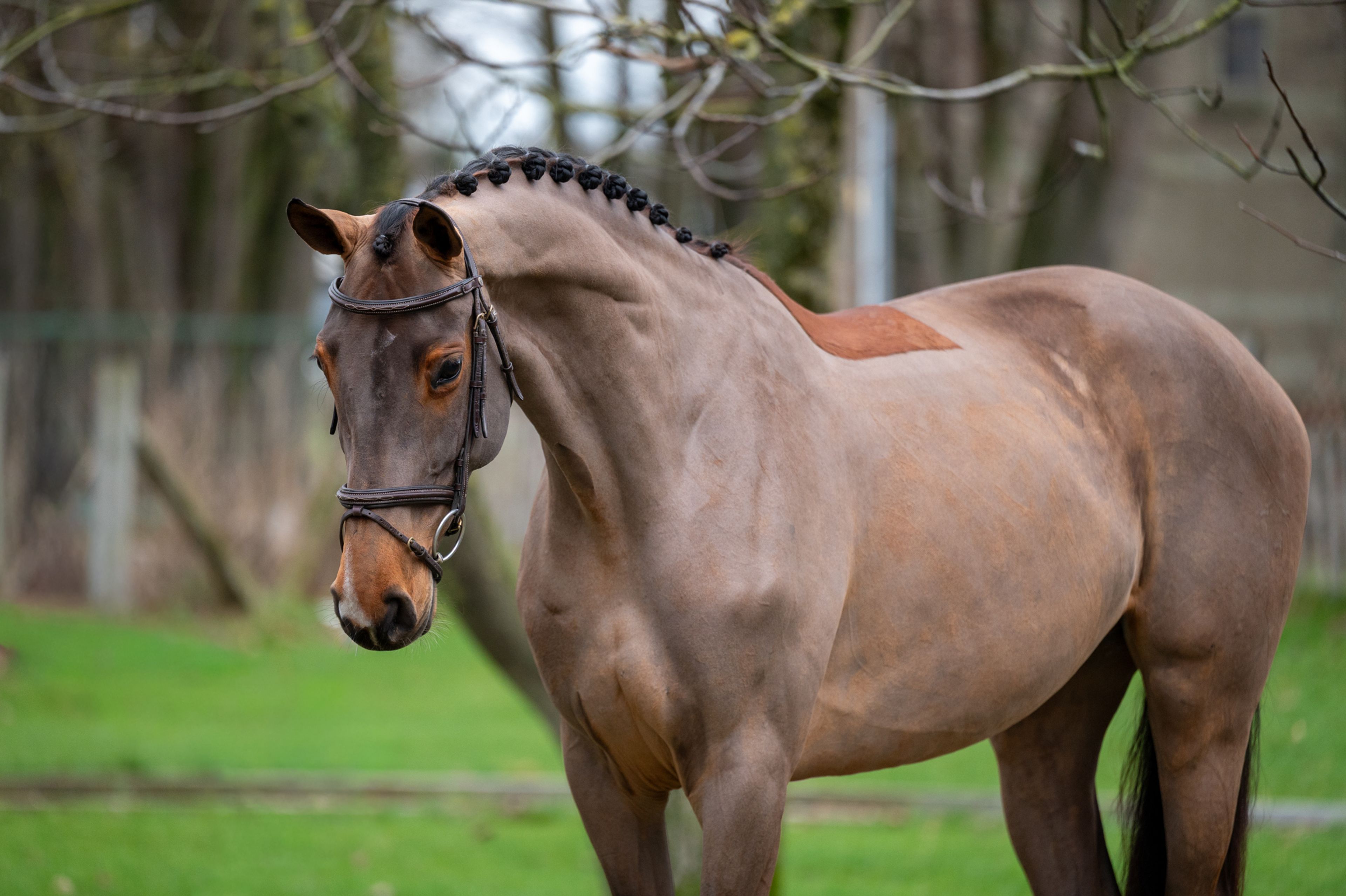 C'est la Vie (DEL'ARKO D'HENVET x CANCARA) - Image 1