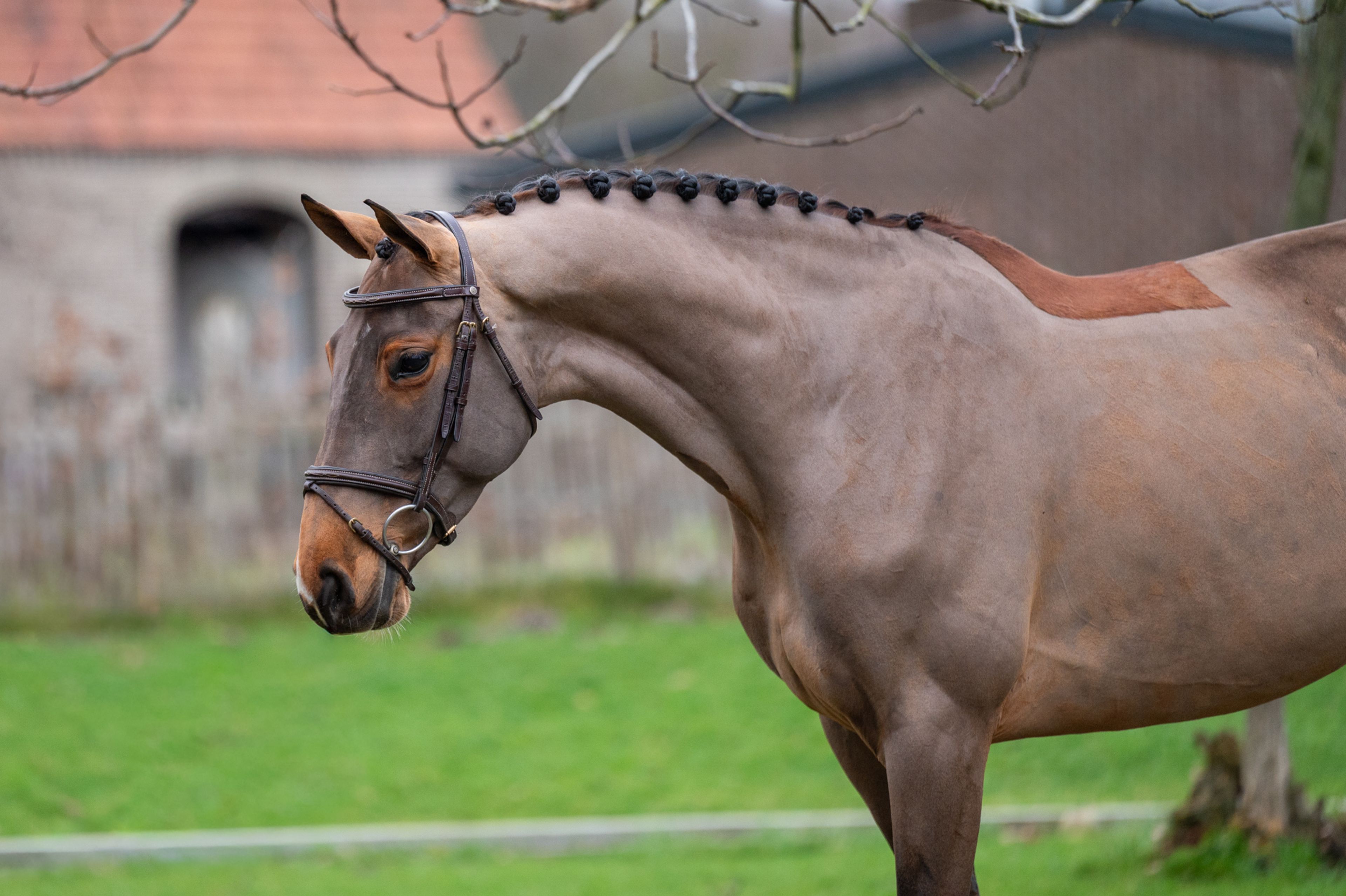 C'est la Vie (DEL'ARKO D'HENVET x CANCARA) - Image 2