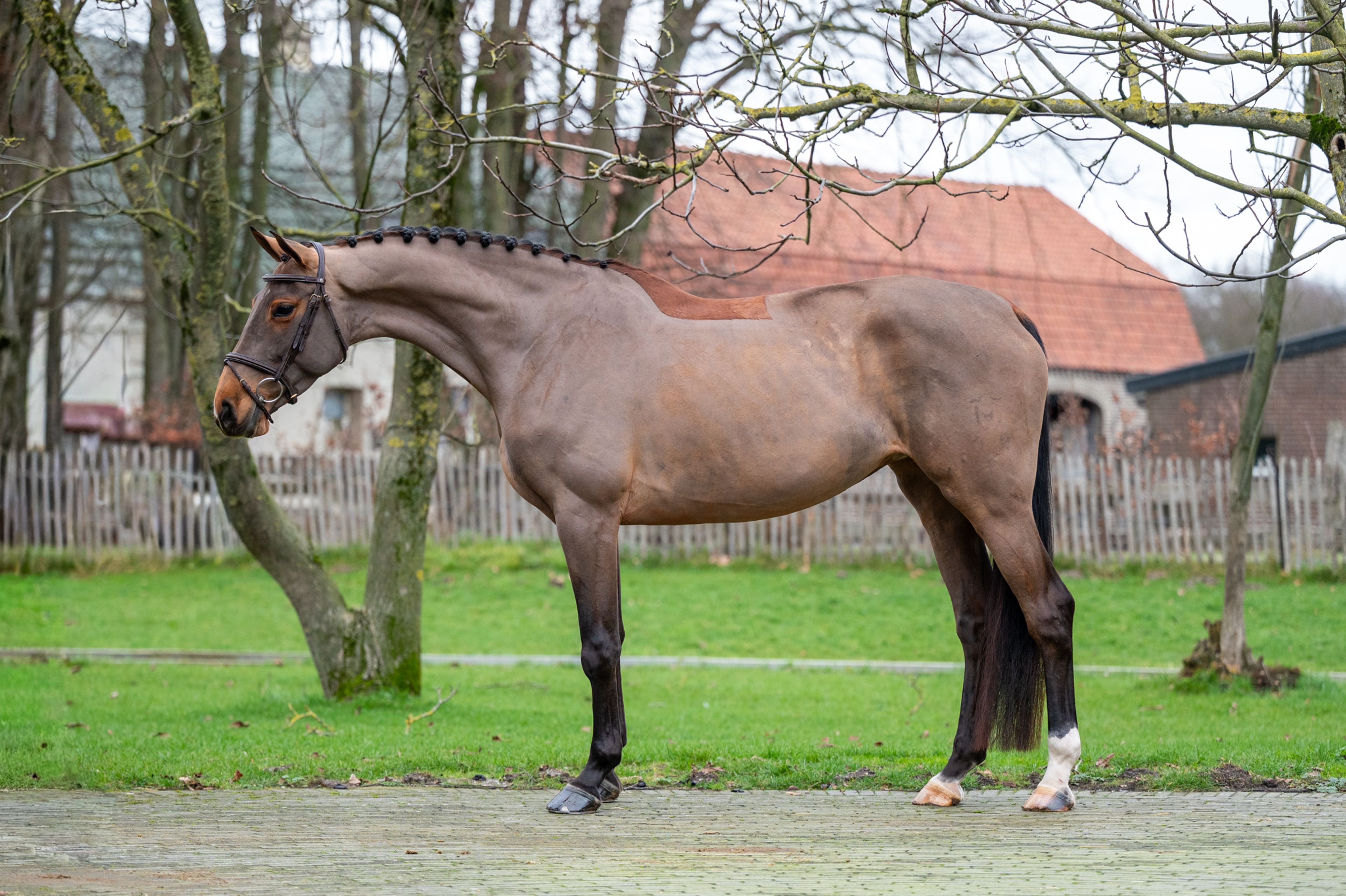 C'est la Vie (DEL'ARKO D'HENVET x CANCARA) - Image 3