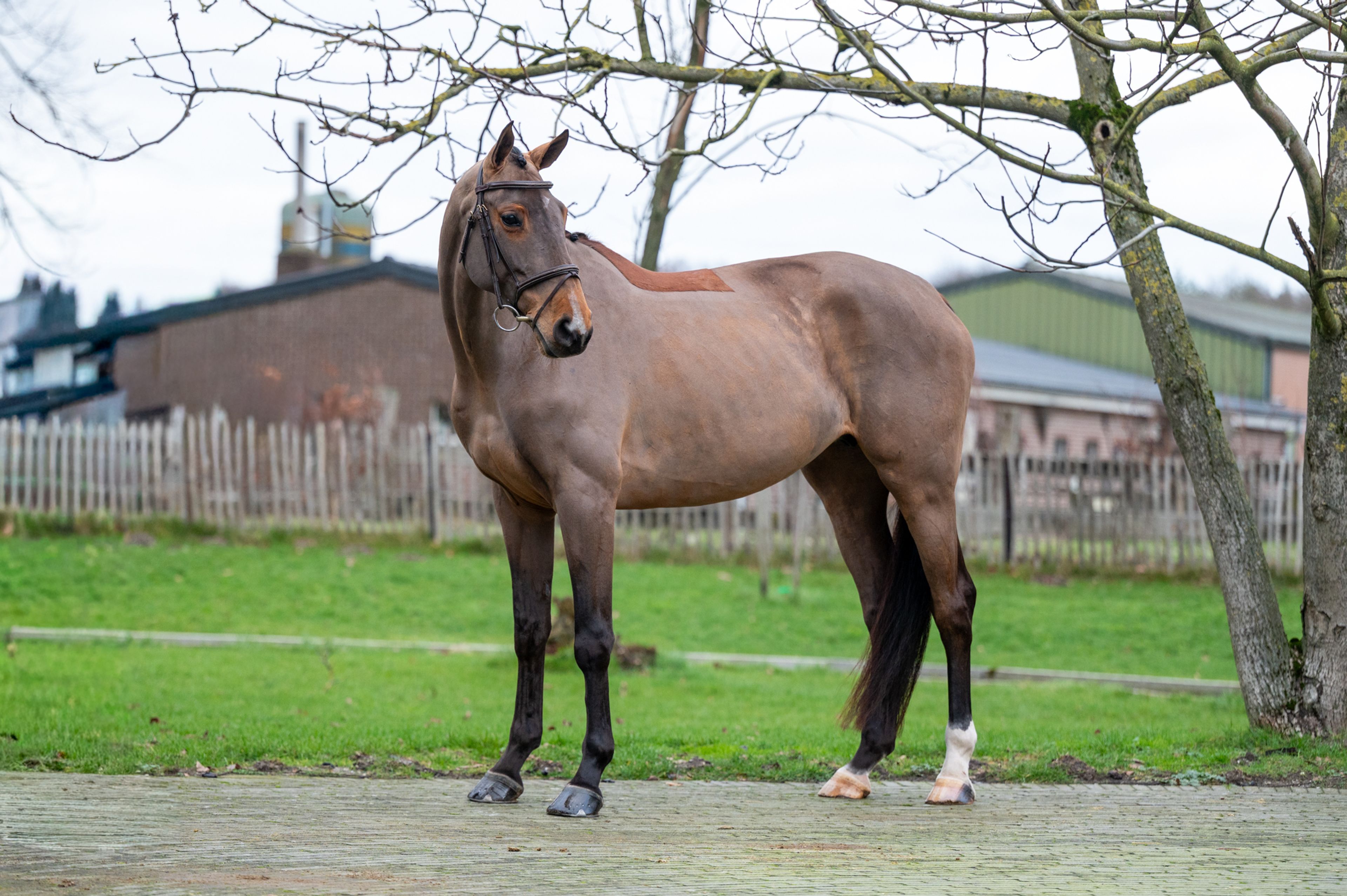 C'est la Vie (DEL'ARKO D'HENVET x CANCARA) - Image 4