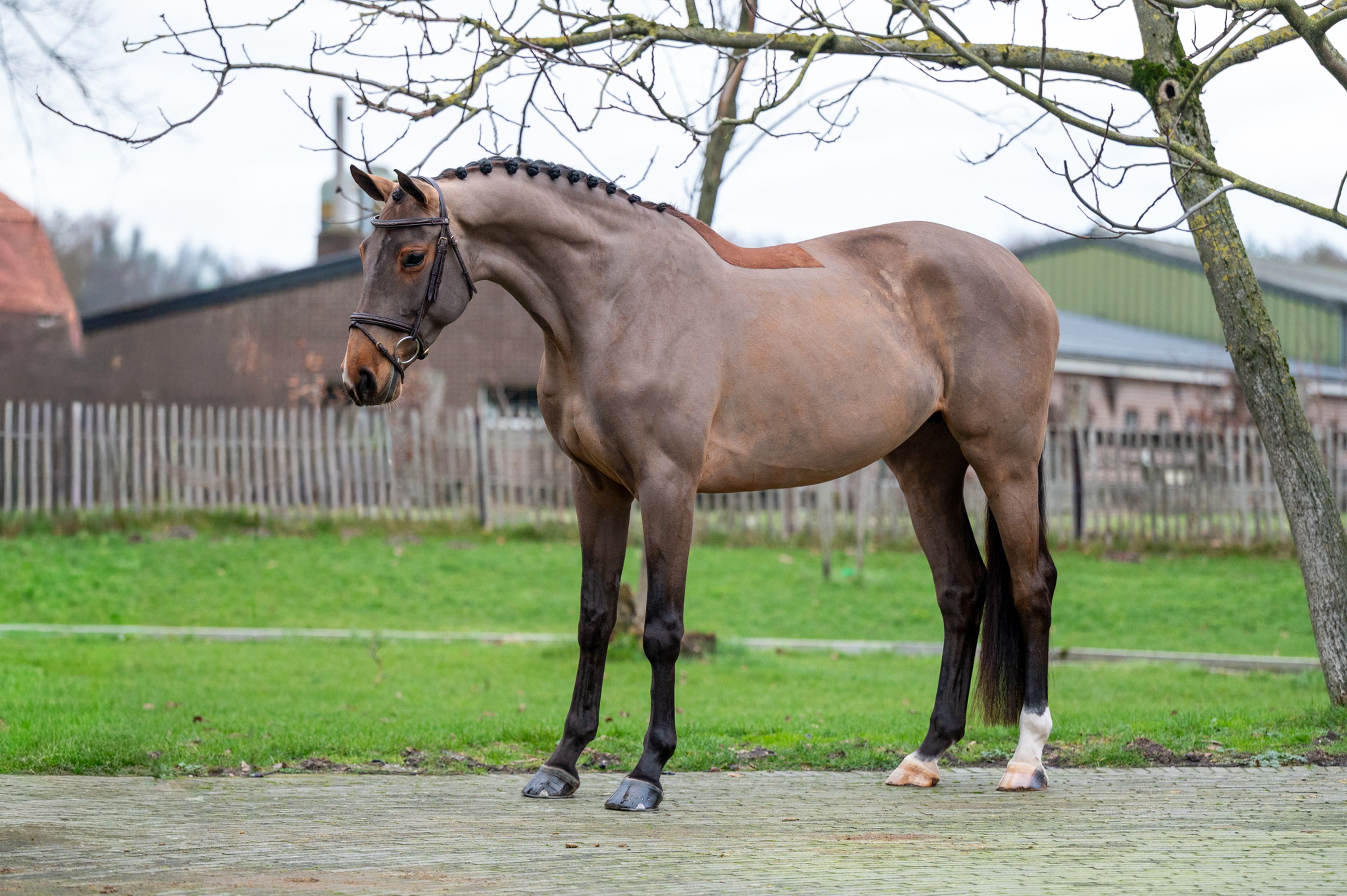 C'est la Vie (DEL'ARKO D'HENVET x CANCARA) - Image 5