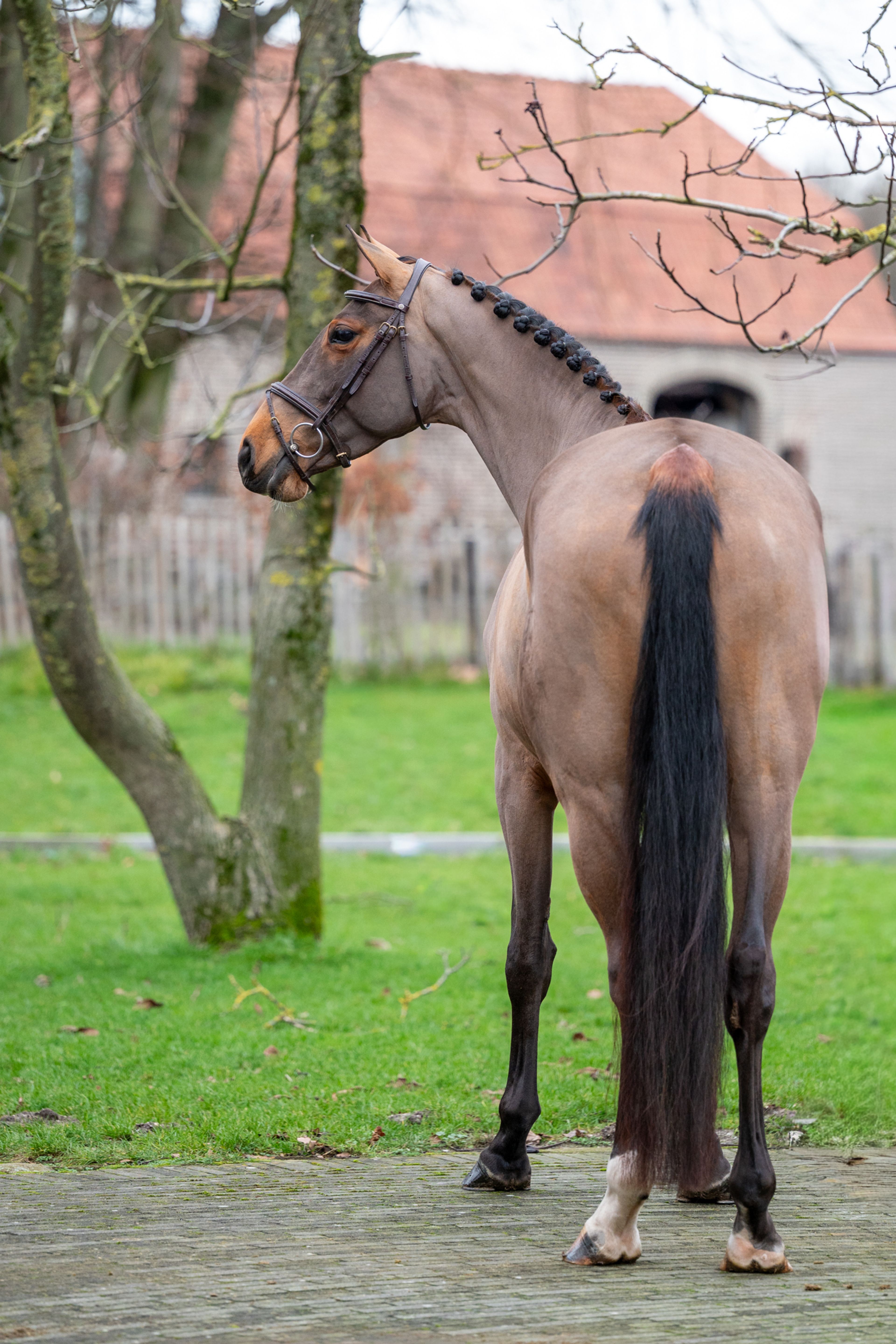 C'est la Vie (DEL'ARKO D'HENVET x CANCARA) - Image 6