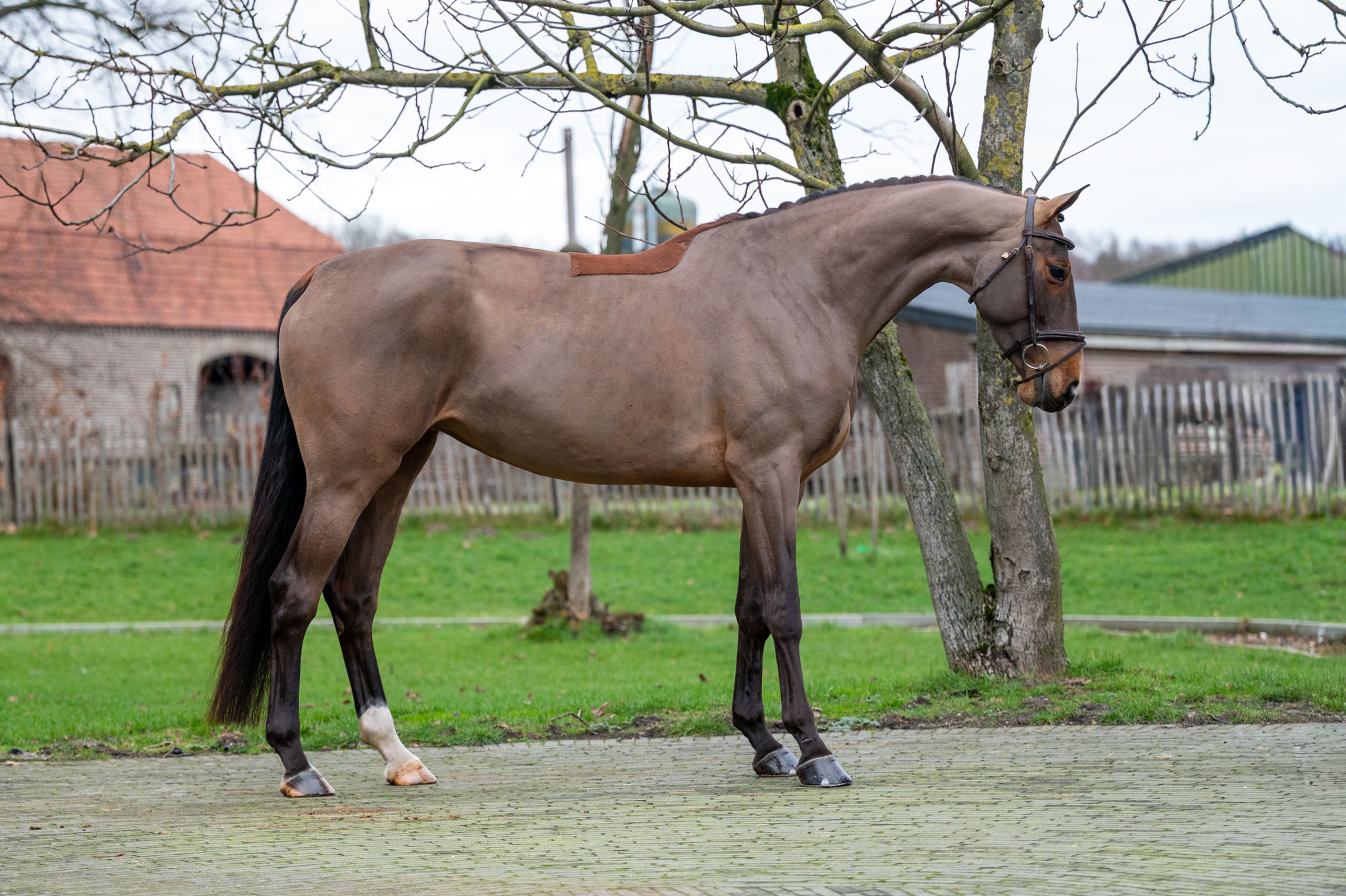 C'est la Vie (DEL'ARKO D'HENVET x CANCARA) - Image 7