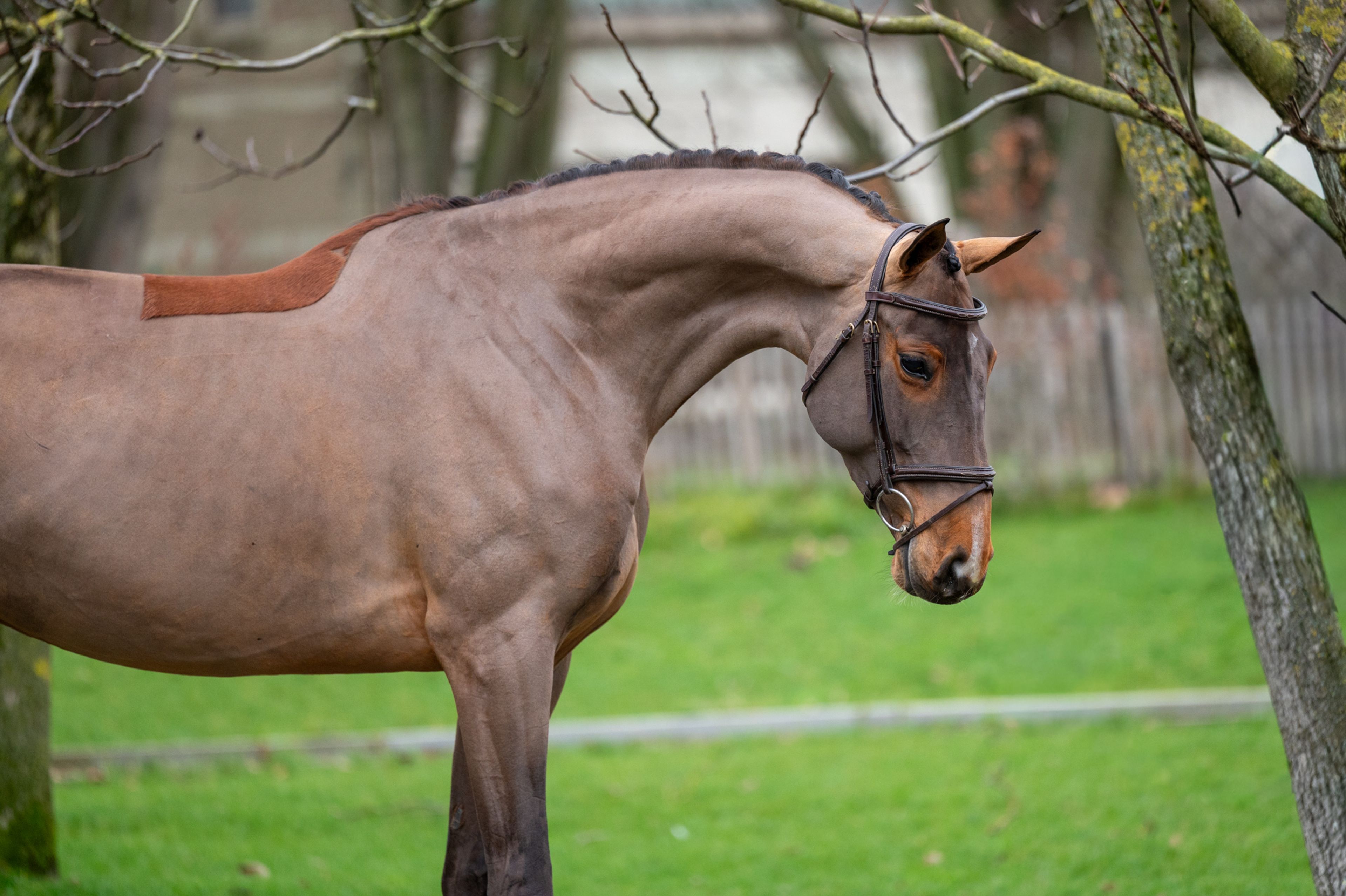 C'est la Vie (DEL'ARKO D'HENVET x CANCARA) - Image 10