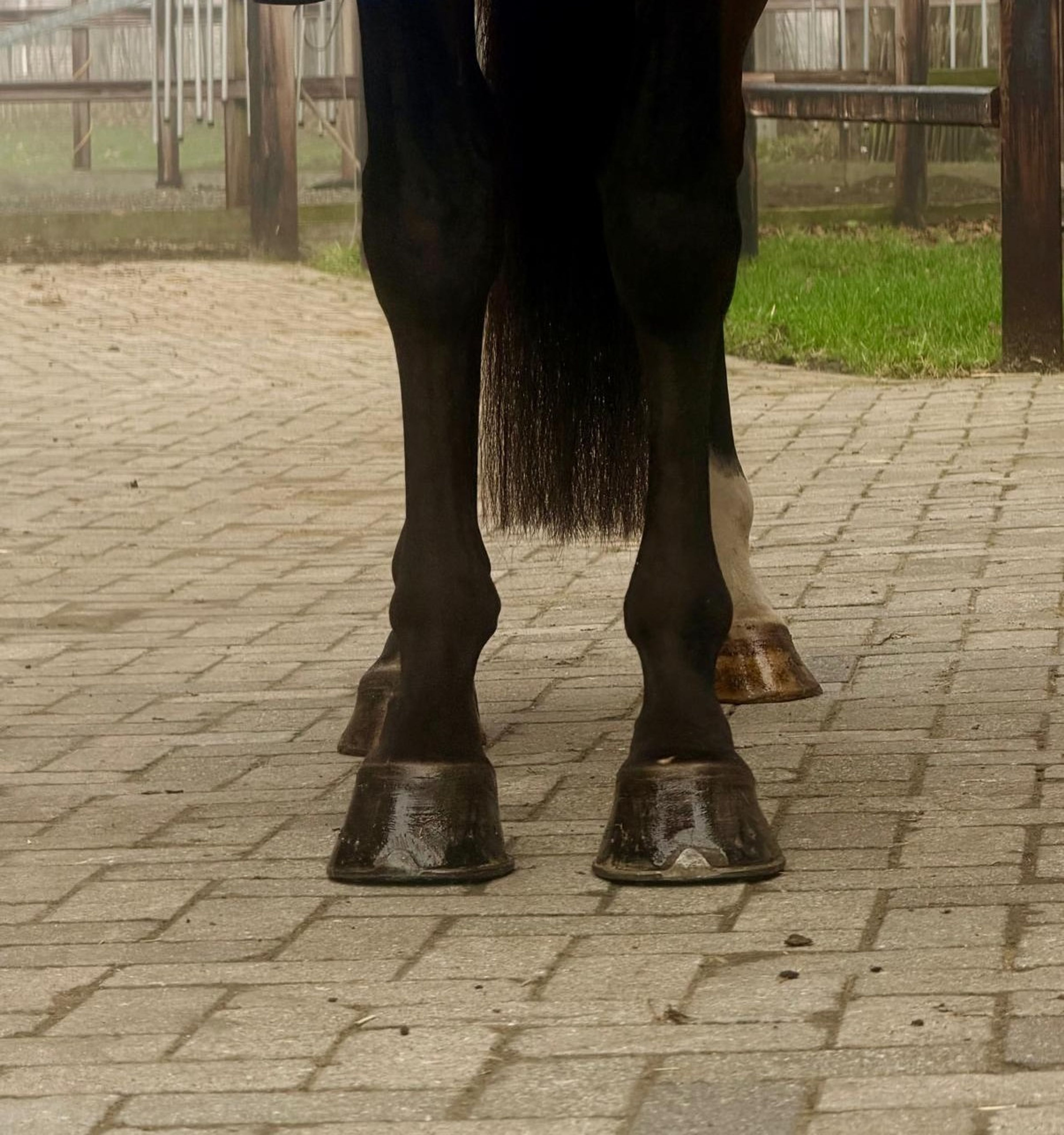 C'est la Vie (DEL'ARKO D'HENVET x CANCARA) - Image 11