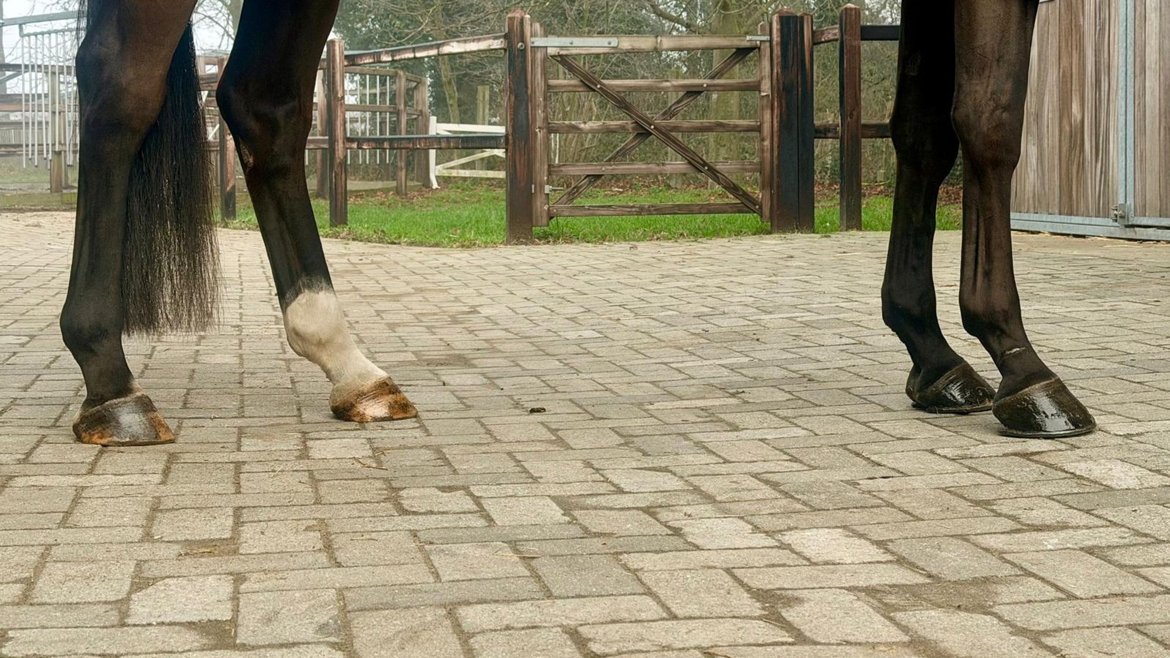 C'est la Vie (DEL'ARKO D'HENVET x CANCARA) - Image 12