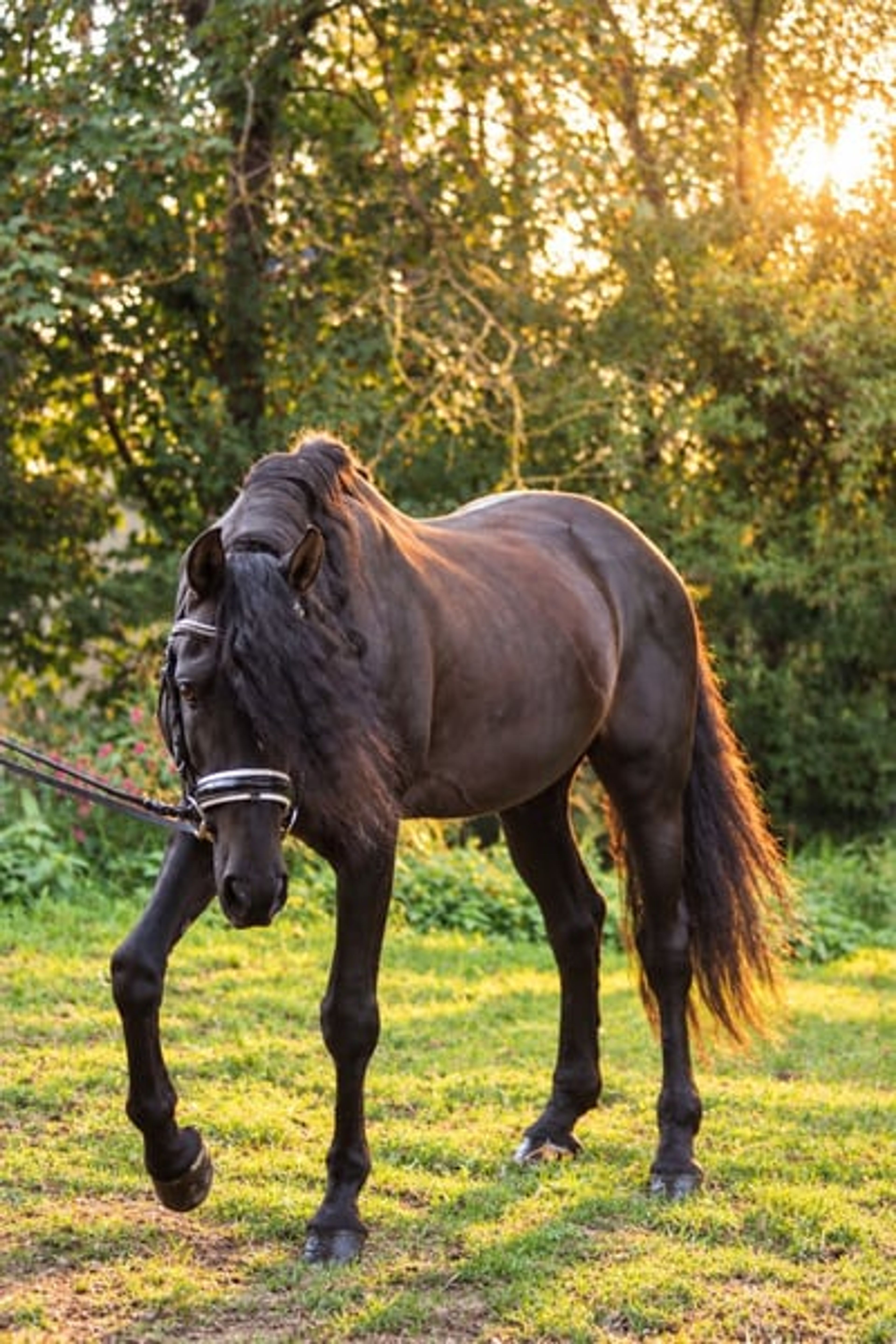 Licensed PRE stallion - Image 2