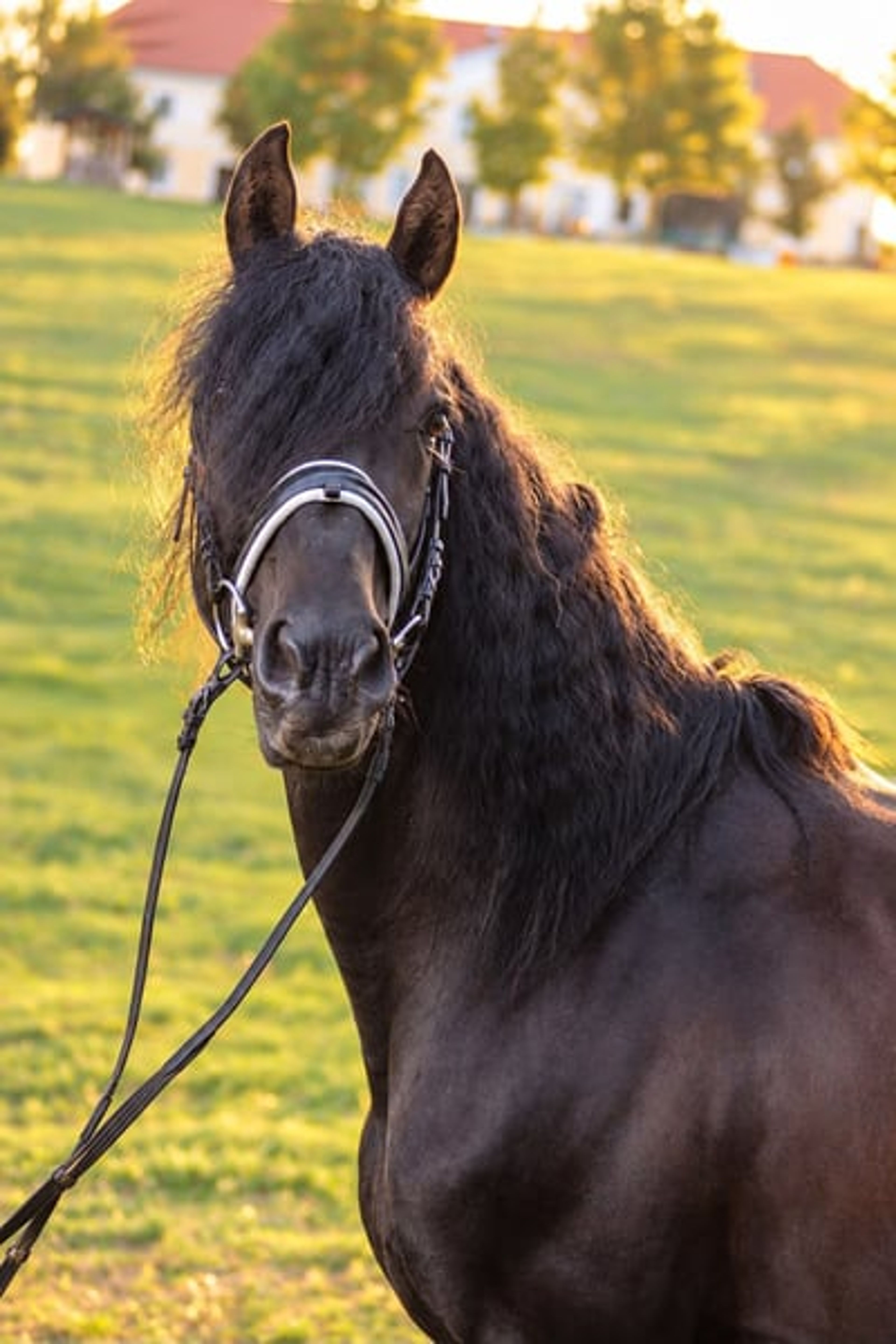 Licensed PRE stallion - Image 3