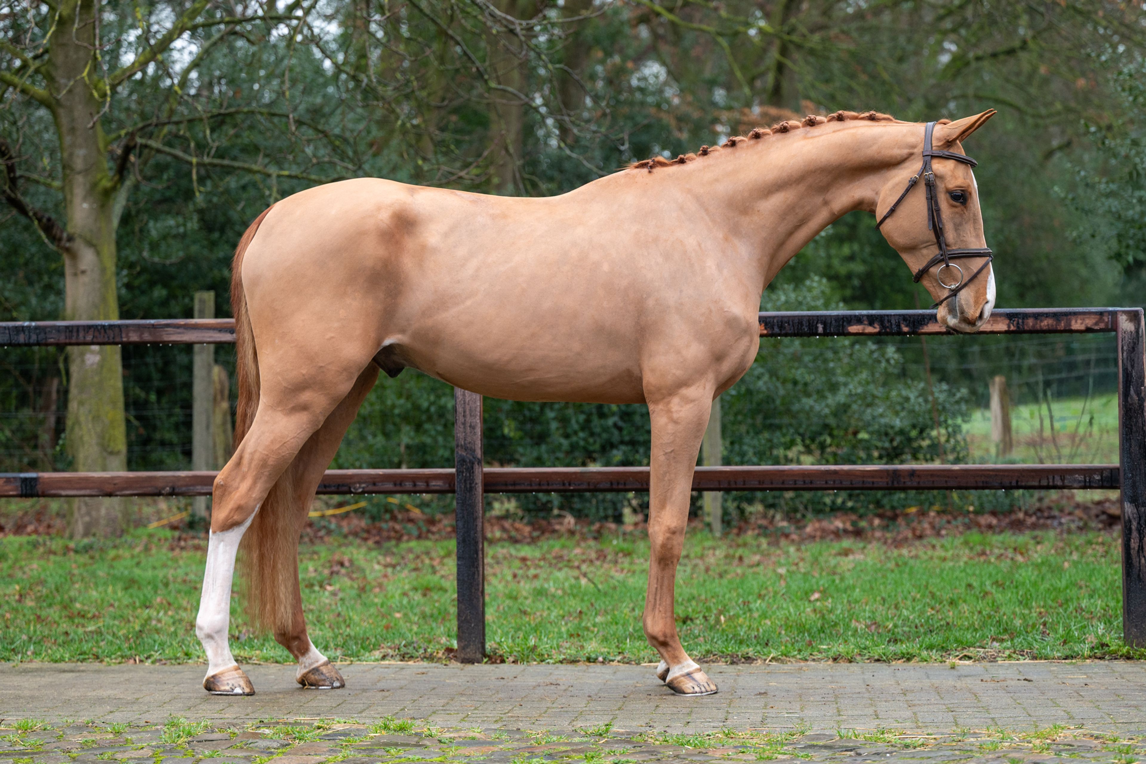 Caspian RH Z (COMILFO PLUS Z x ANDIAMO) - Image 1