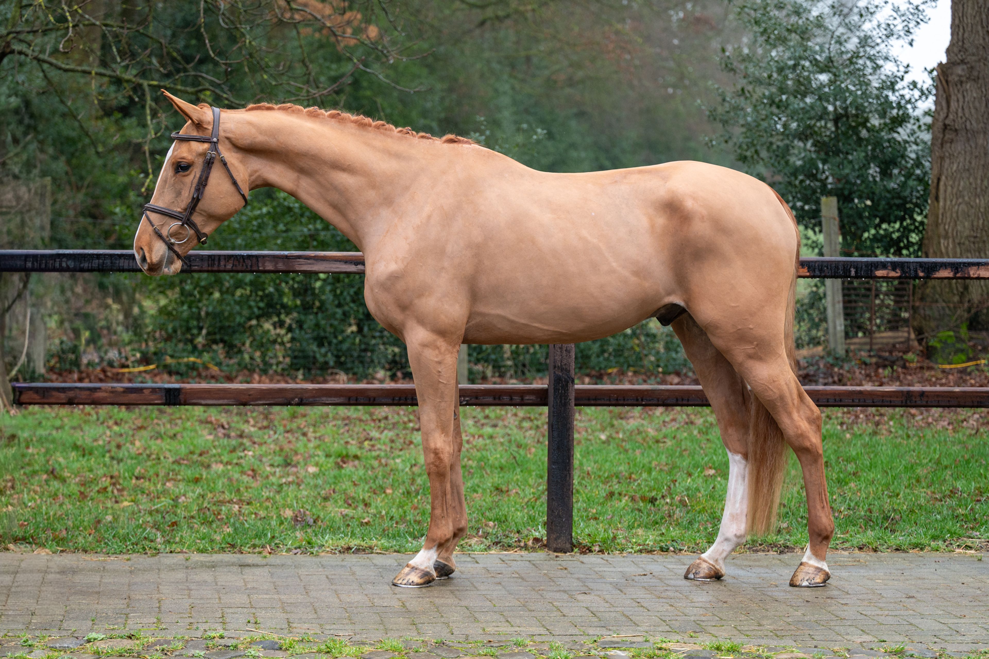 Caspian RH Z (COMILFO PLUS Z x ANDIAMO) - Image 3