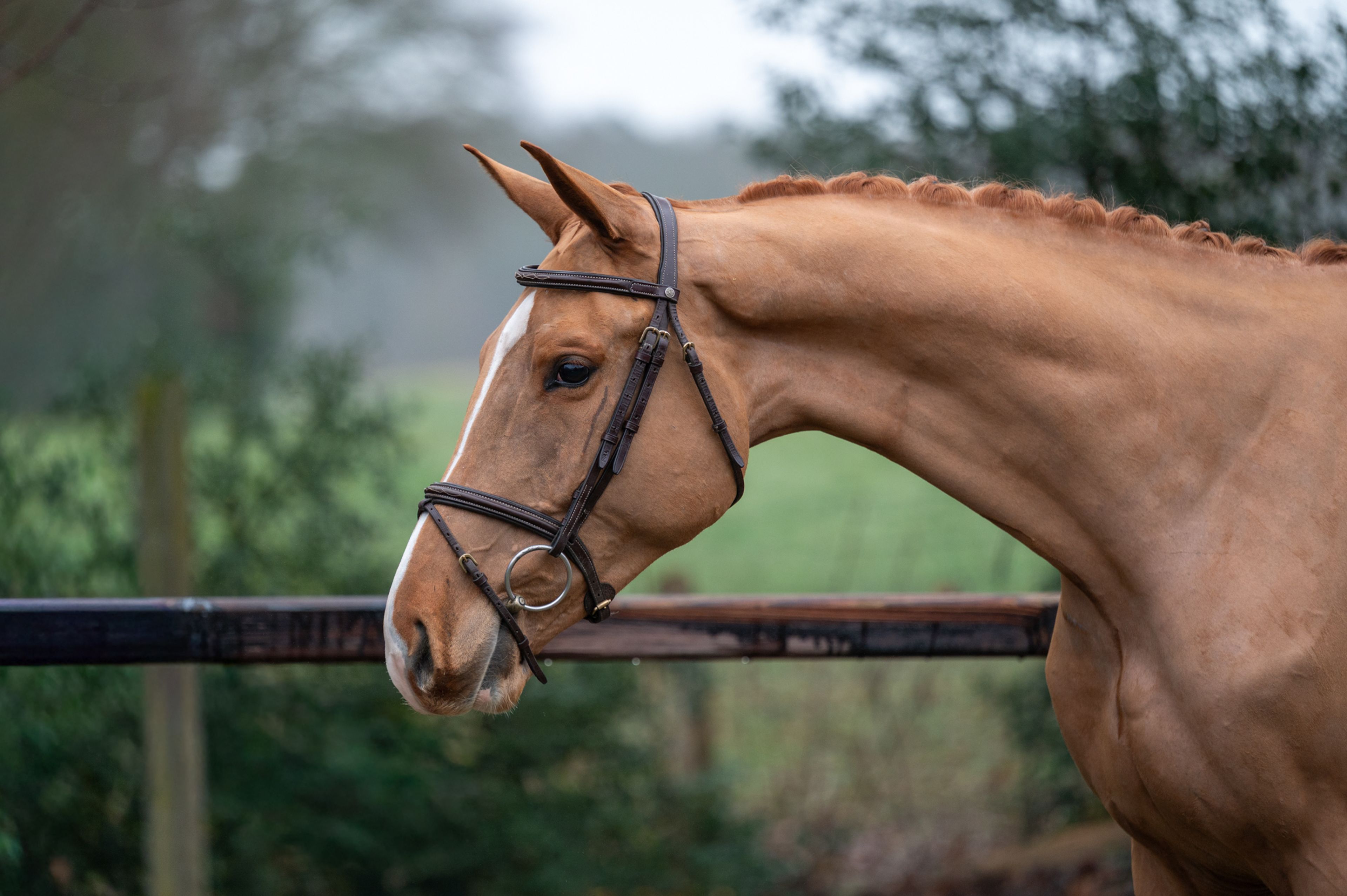 Caspian RH Z (COMILFO PLUS Z x ANDIAMO) - Image 4