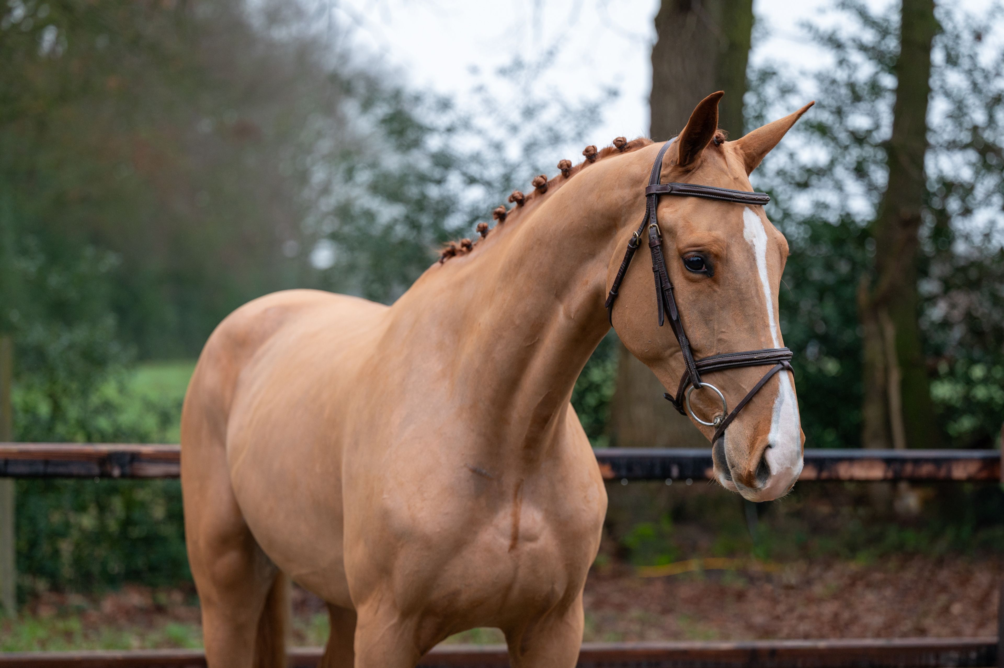 Caspian RH Z (COMILFO PLUS Z x ANDIAMO) - Image 5