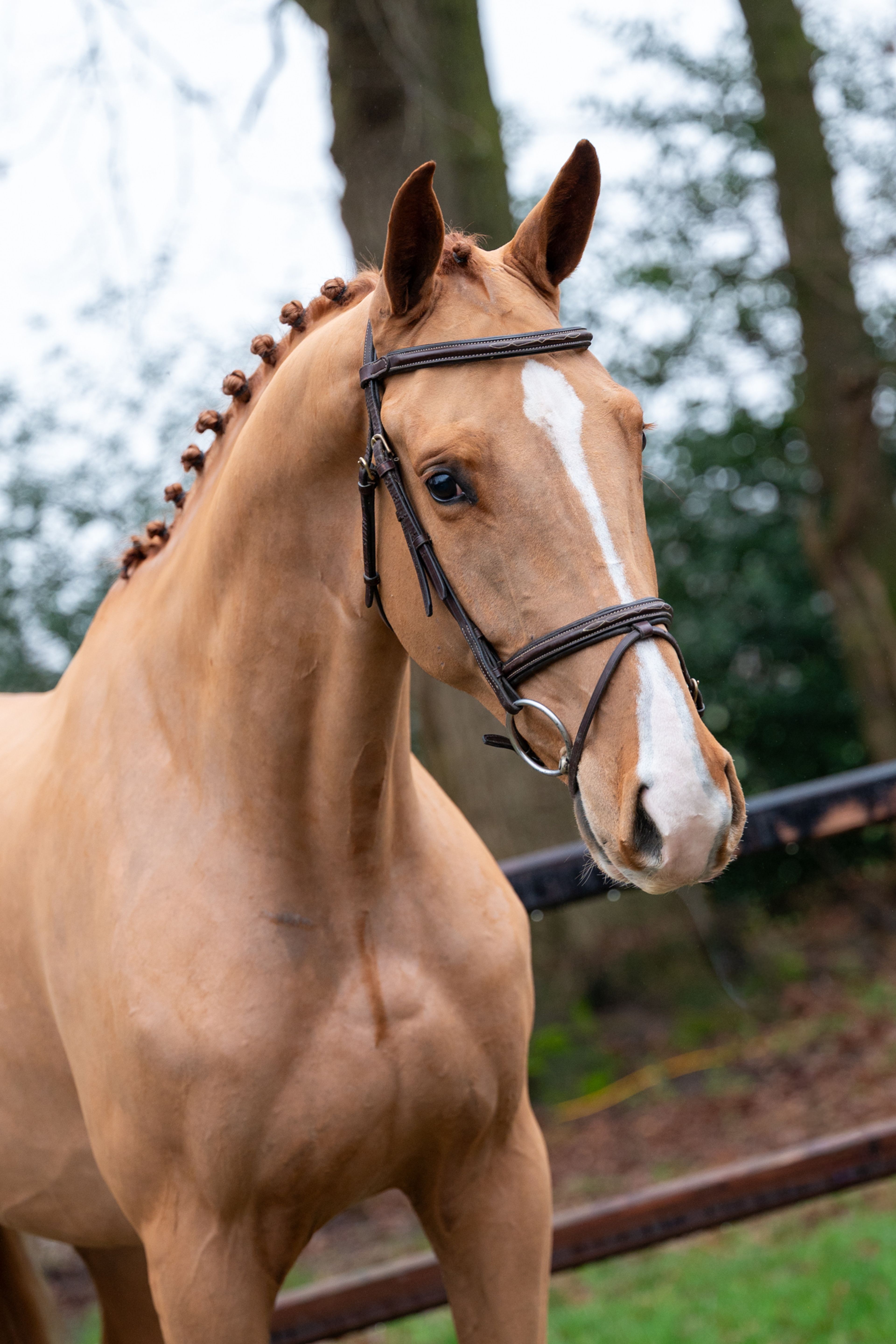 Caspian RH Z (COMILFO PLUS Z x ANDIAMO) - Image 6